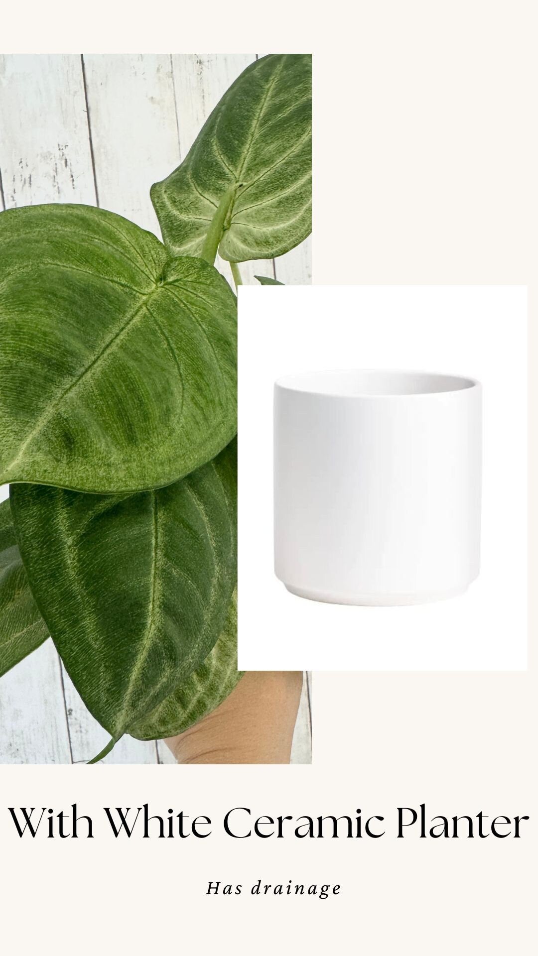 Syngonium Chiapense 'Frosted Heart'- 4" pot - Live Plant - optional decorative pot