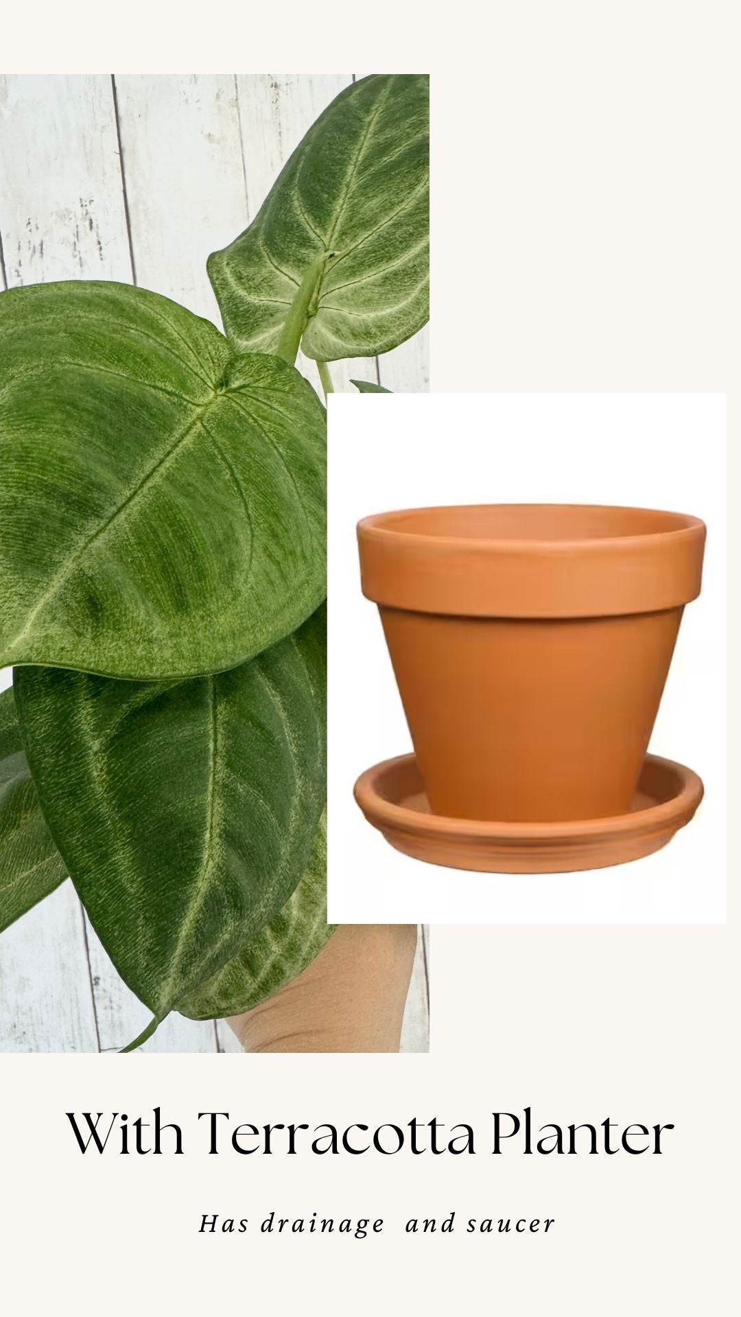 Syngonium Chiapense 'Frosted Heart'- 4" pot - Live Plant - optional decorative pot