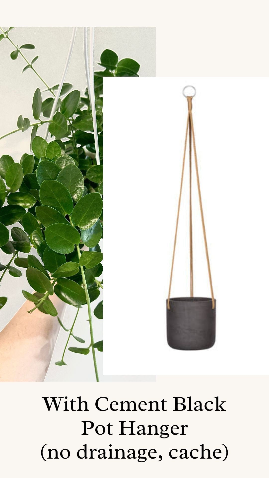 Hoya Cumingiana Plant - 4.5β Hanging Pot - optional decorative basket