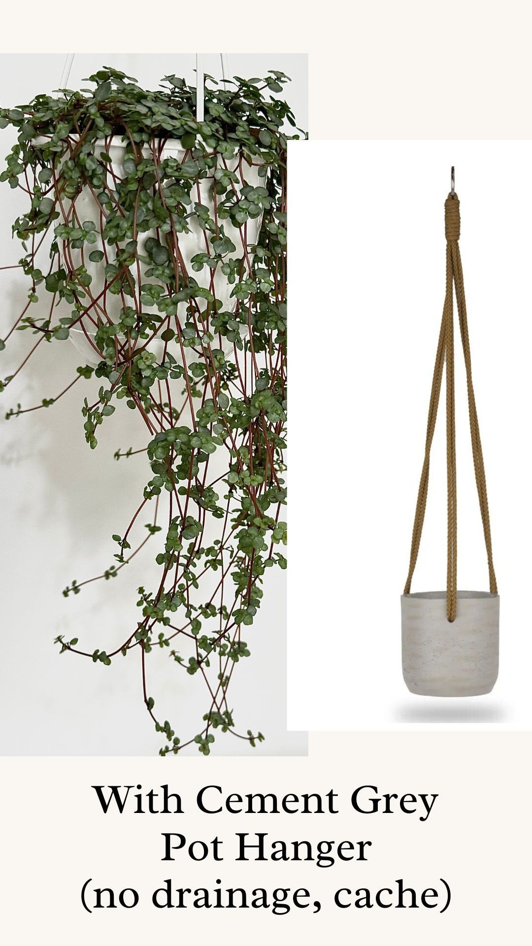 Pilea Glauca / Aqua - 4.5" Hanging Pot - Live Plant - optional decorative basket