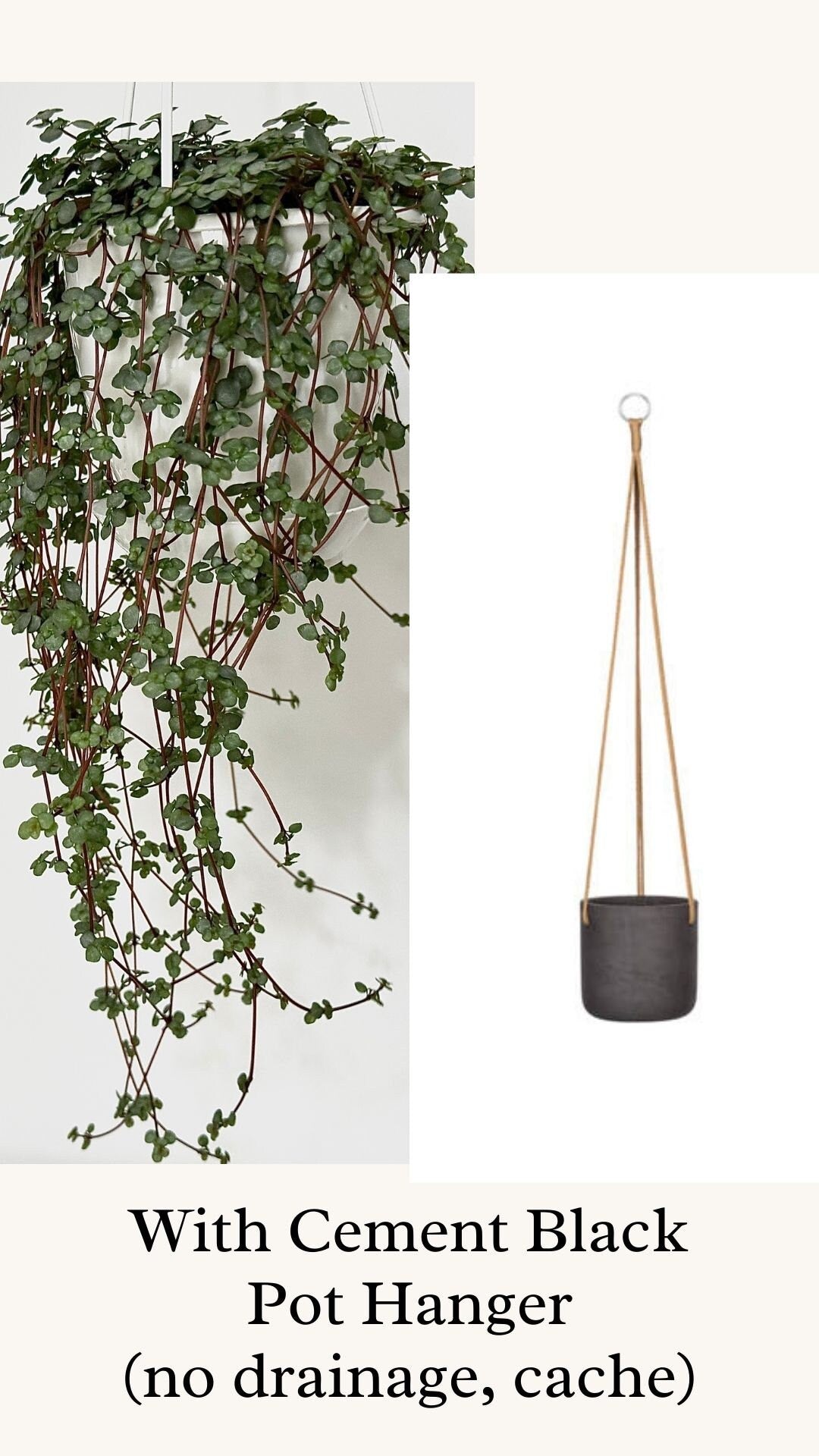 Pilea Glauca / Aqua - 4.5" Hanging Pot - Live Plant - optional decorative basket