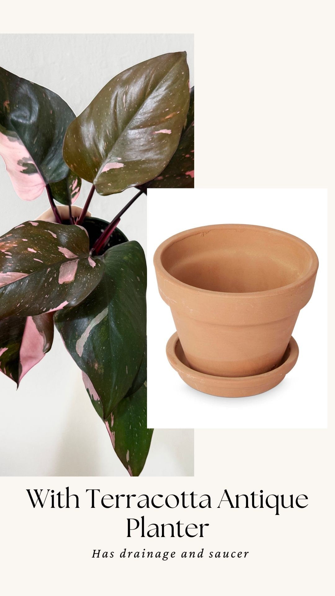 Philodendron Pink Princess Plant 4 inch Nursery Pot - Live Plant