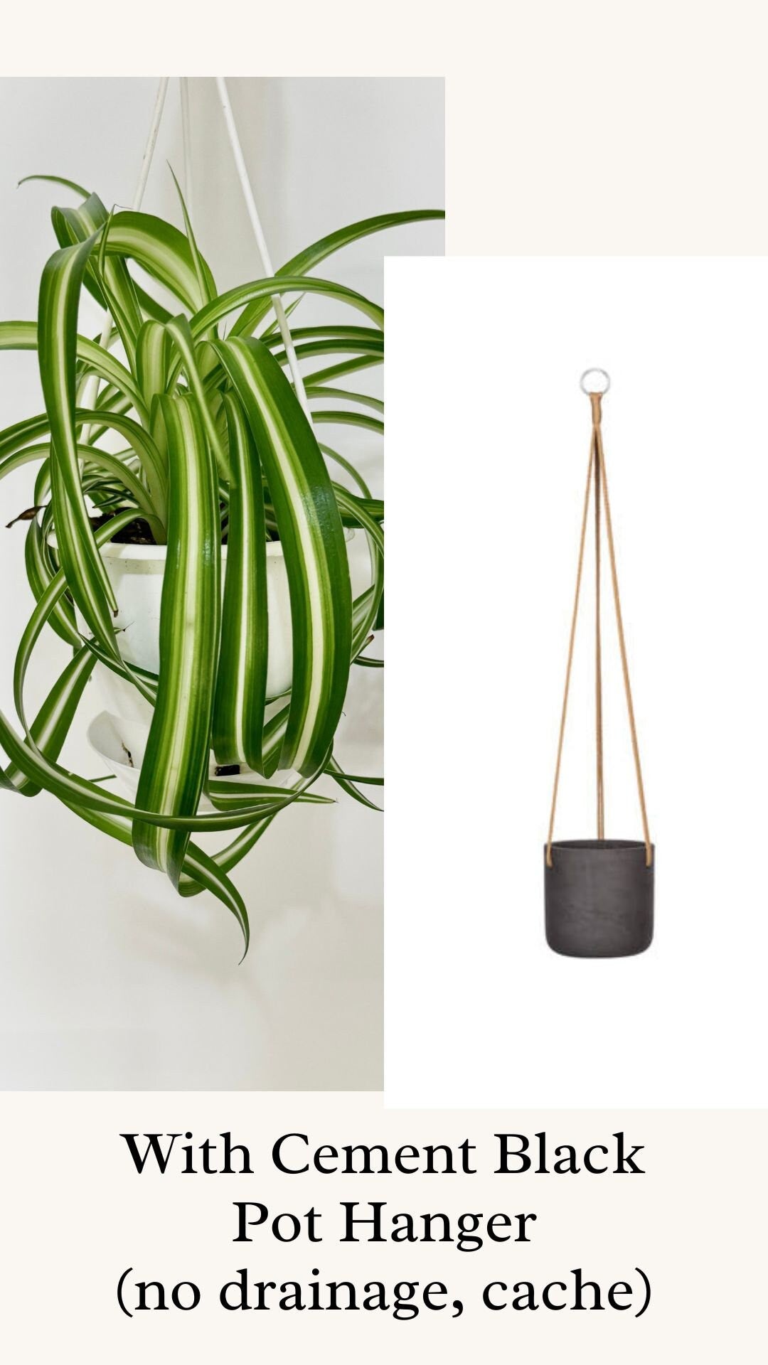 Spider Bonnie Plant - 4.5" Hanging Pot - Live Plant