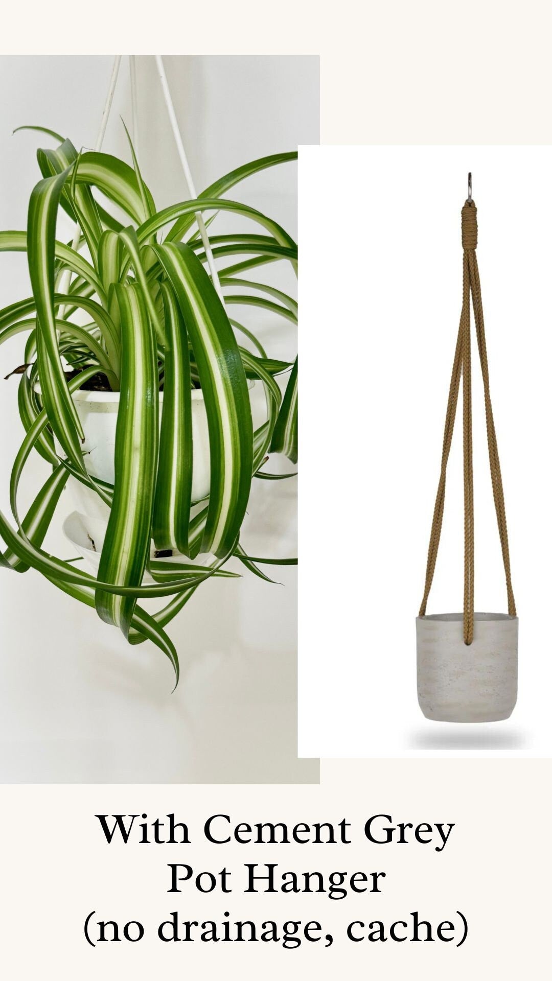 Spider Bonnie Plant - 4.5" Hanging Pot - Live Plant