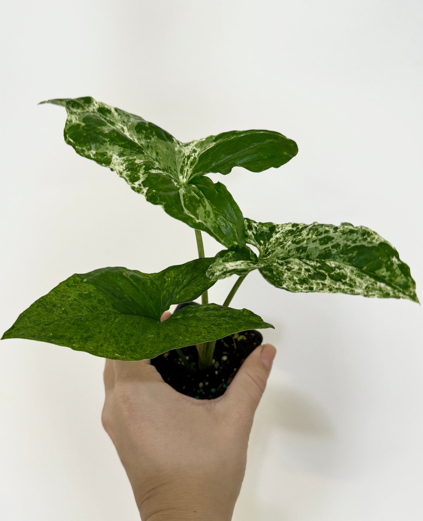 Syngonium Mojito Plant - 4 inch Pot - Live Plant - optional decorative pot