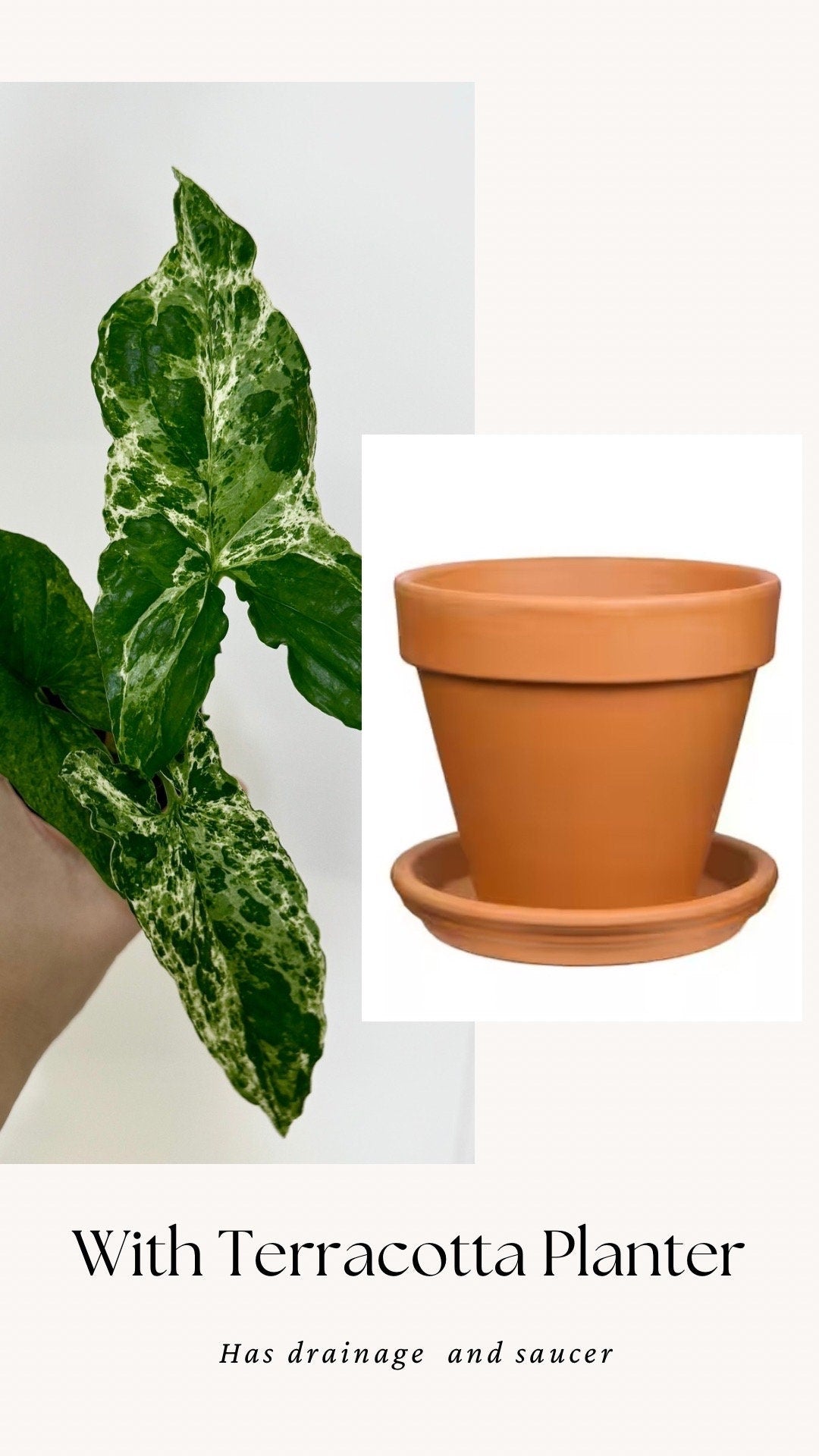 Syngonium Mojito Plant - 4 inch Pot - Live Plant - optional decorative pot
