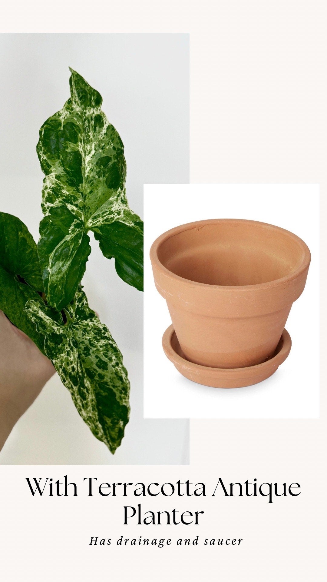 Syngonium Mojito Plant - 4 inch Pot - Live Plant - optional decorative pot