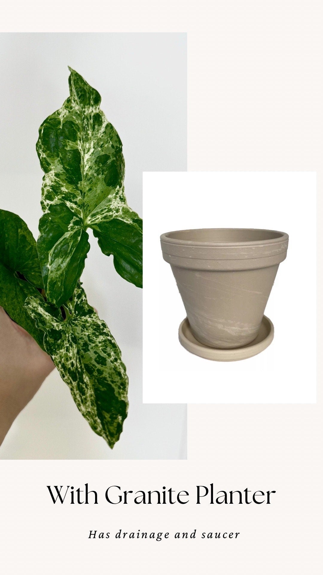 Syngonium Mojito Plant - 4 inch Pot - Live Plant - optional decorative pot