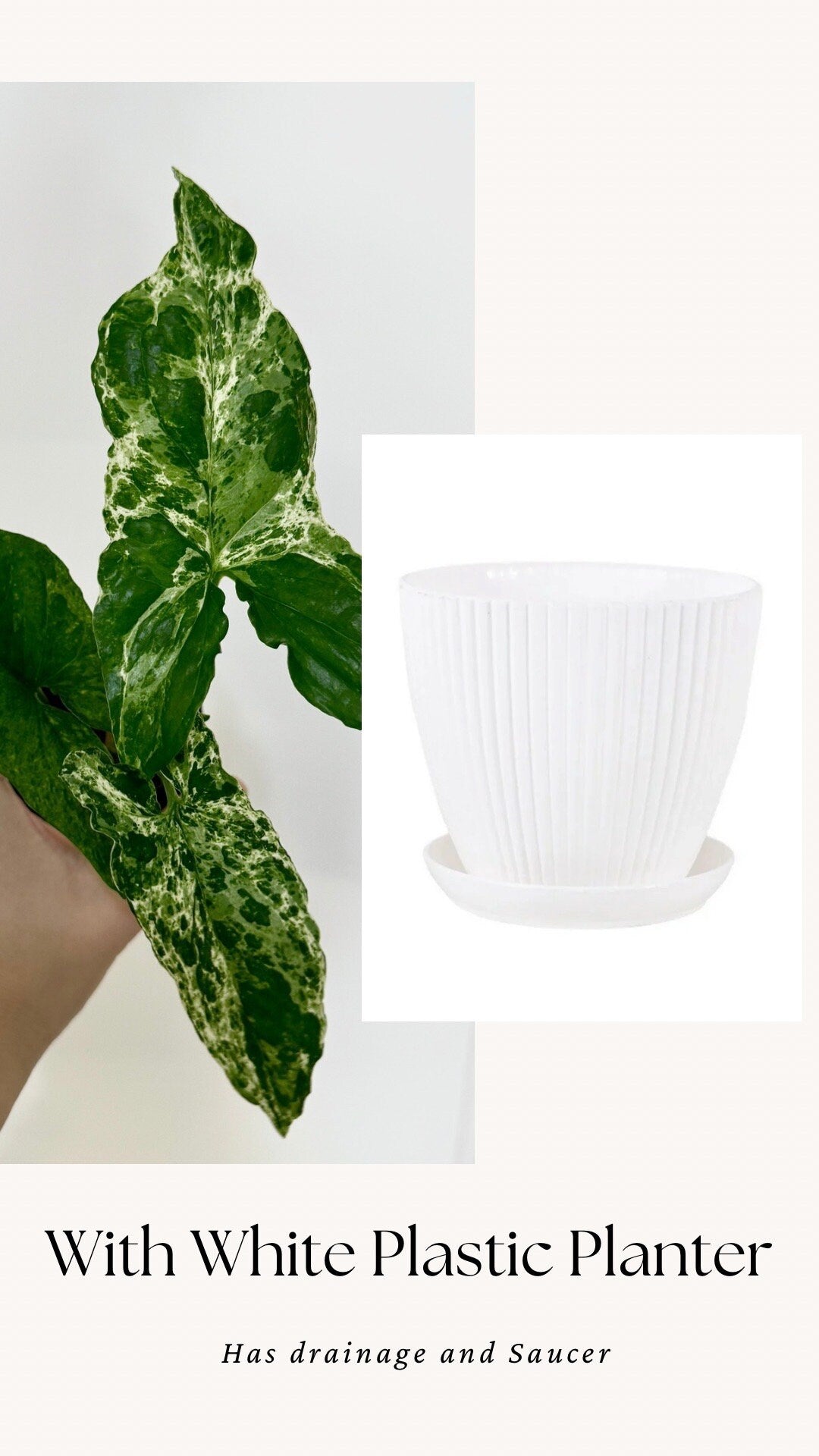 Syngonium Mojito Plant - 4 inch Pot - Live Plant - optional decorative pot