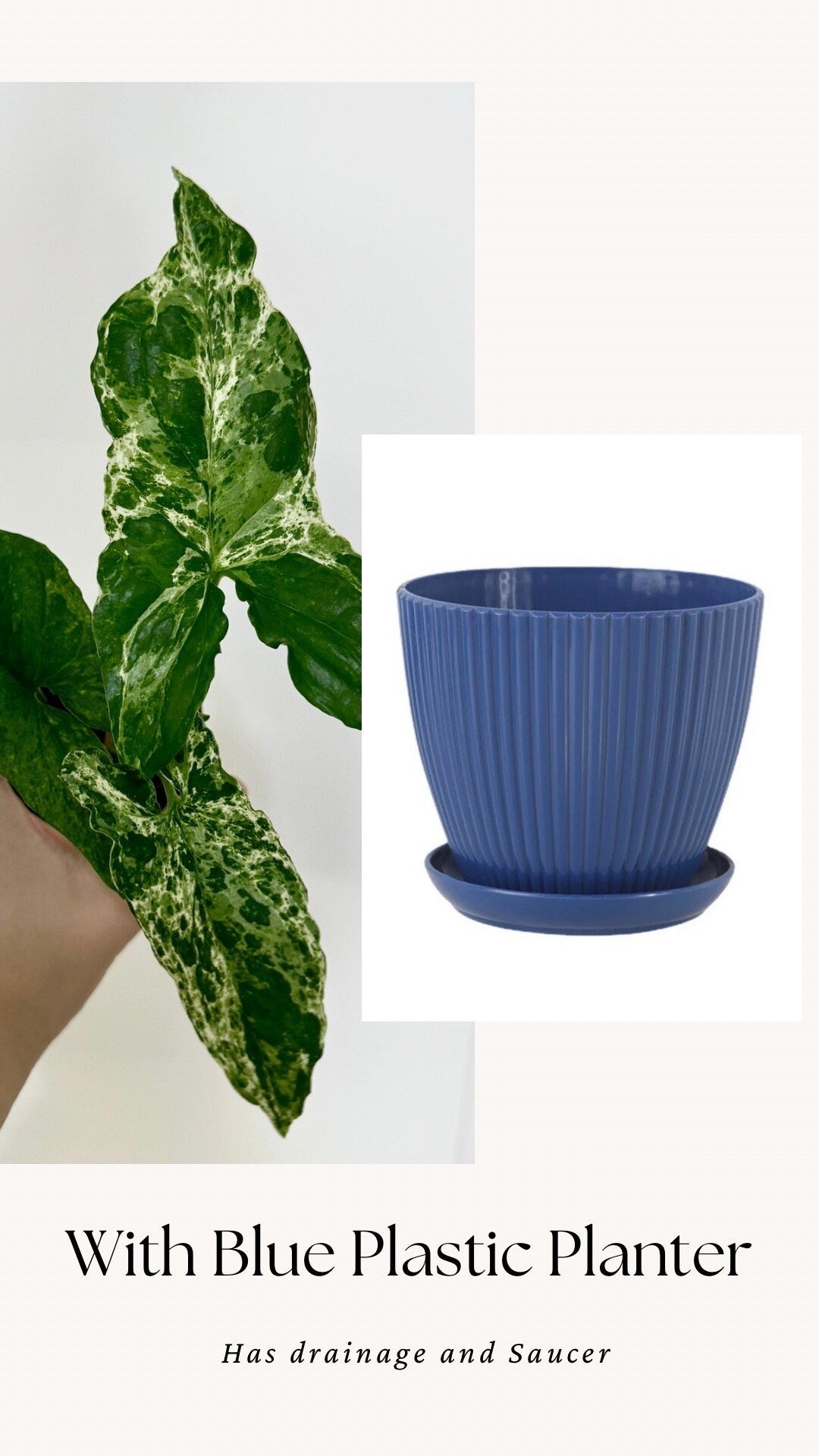 Syngonium Mojito Plant - 4 inch Pot - Live Plant - optional decorative pot
