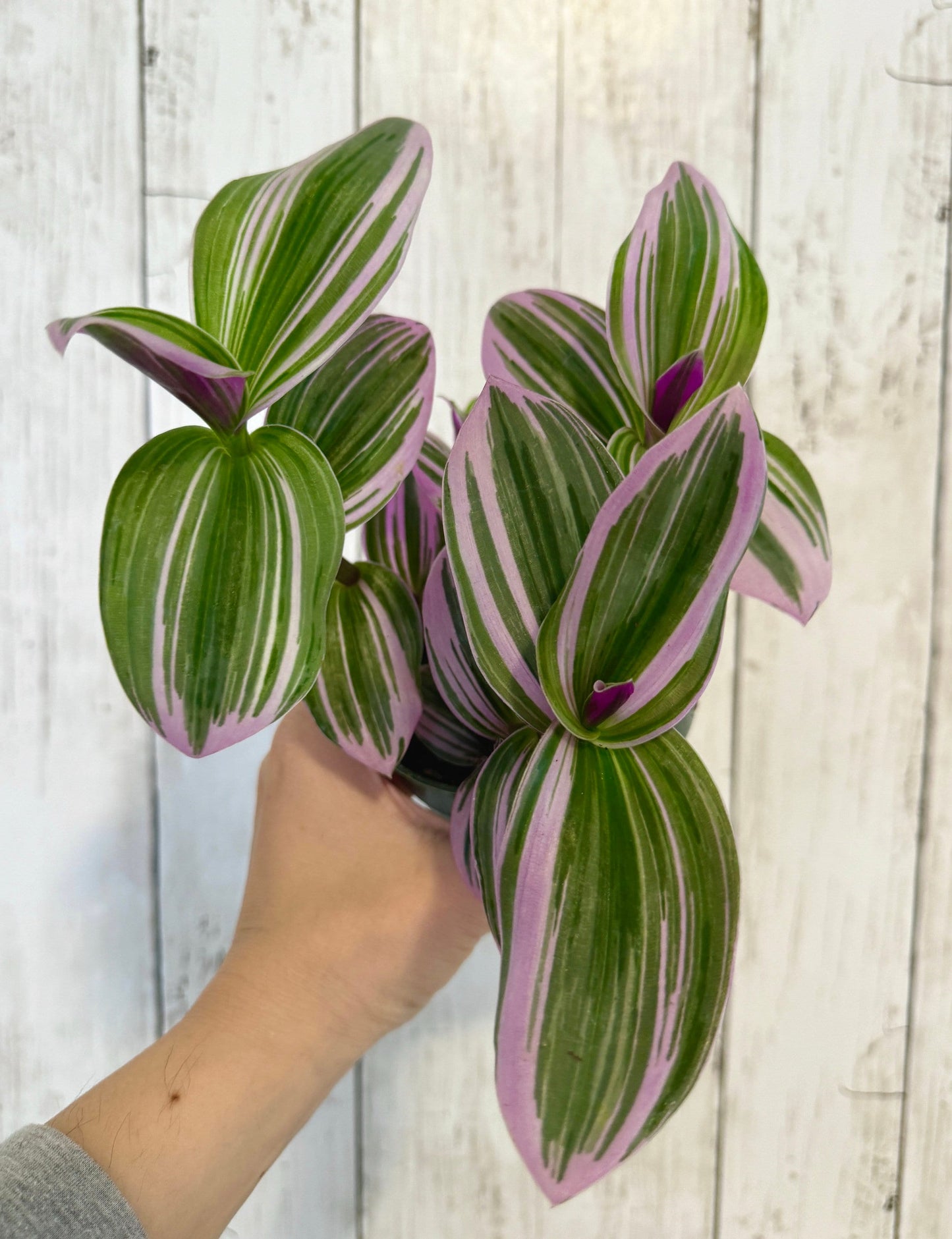 Tradescantia Bubblegum Nanouk Plant - 4 inch Pot - optional decorative pot