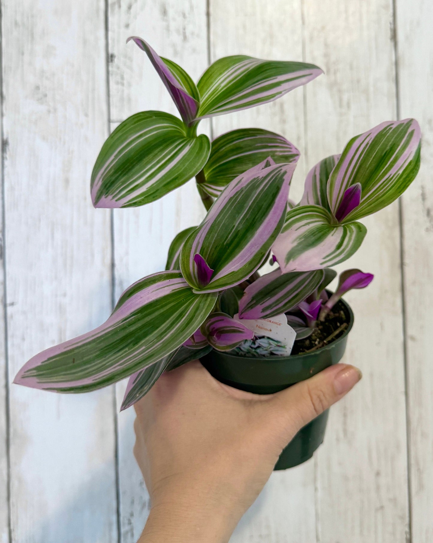 Tradescantia Bubblegum Nanouk Plant - 4 inch Pot - optional decorative pot