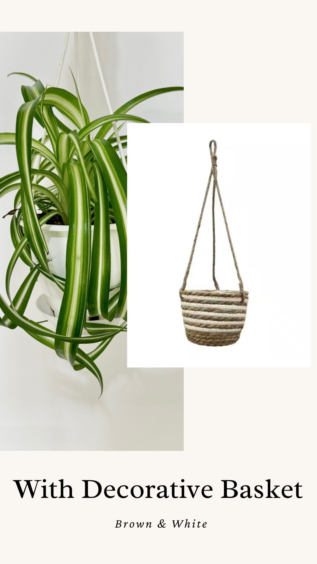 Spider Bonnie Plant - 4.5" Hanging Pot - Live Plant
