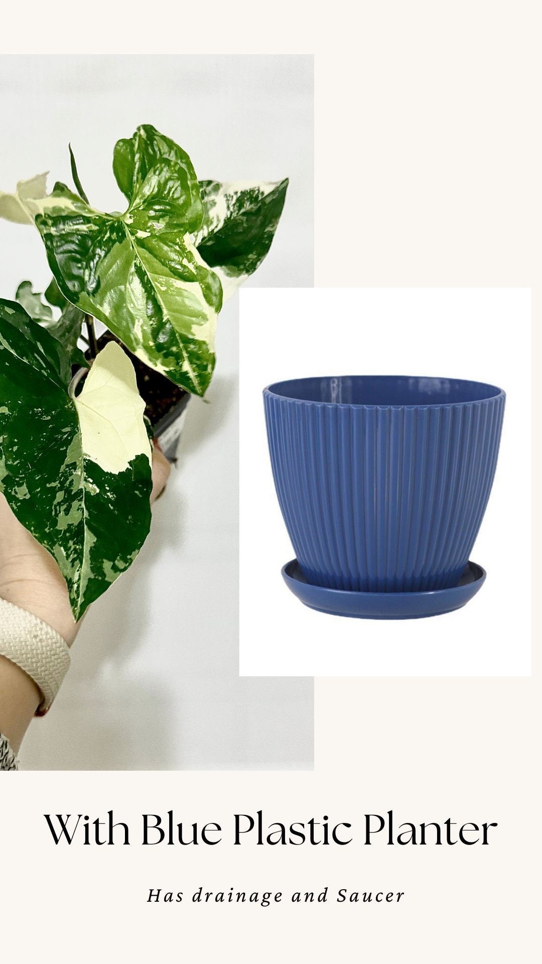 Syngonium Albo Variegata - Live Plant 3 Inch Nursery Pot - Variegated Plant