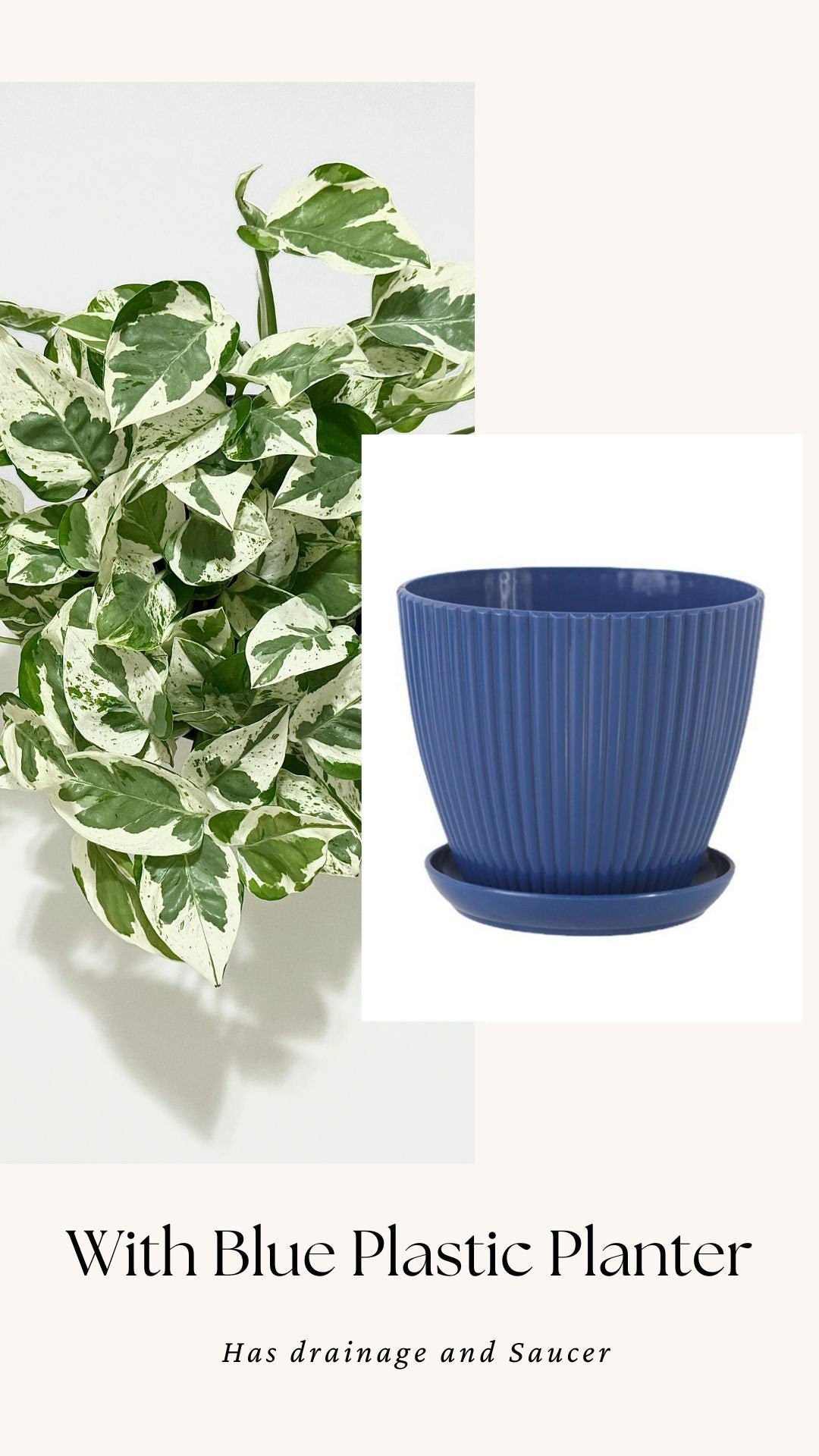 N’Joy Pothos Live Plant - 6 inch Pot - optional decorative pot