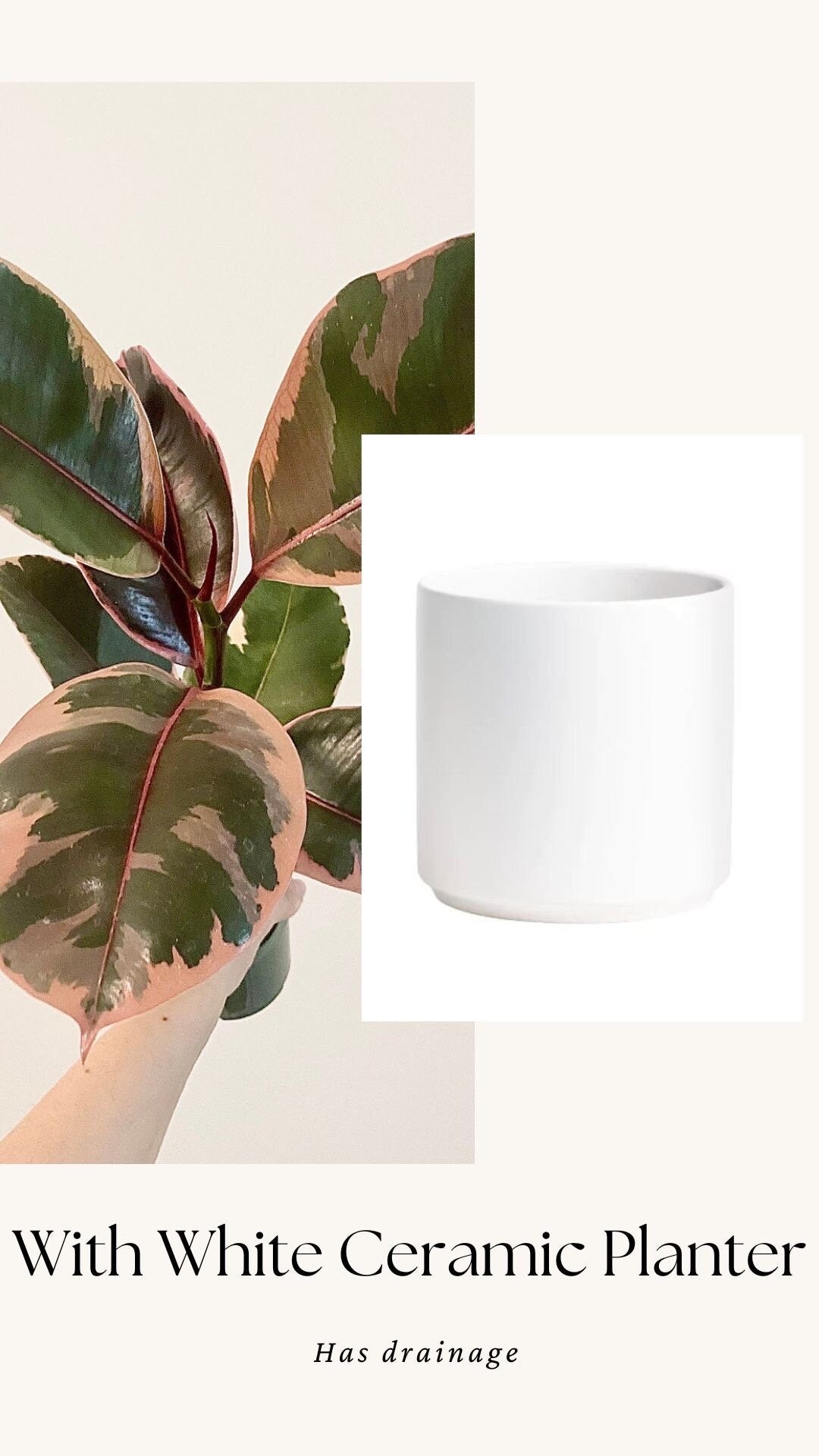 Ficus Elastica Ruby Rubber Tree Plant - 4" Pot