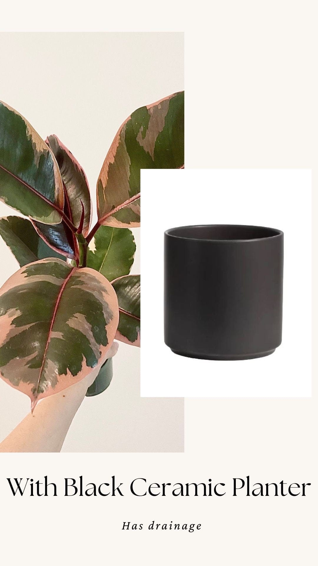 Ficus Elastica Ruby Rubber Tree Plant - 4" Pot