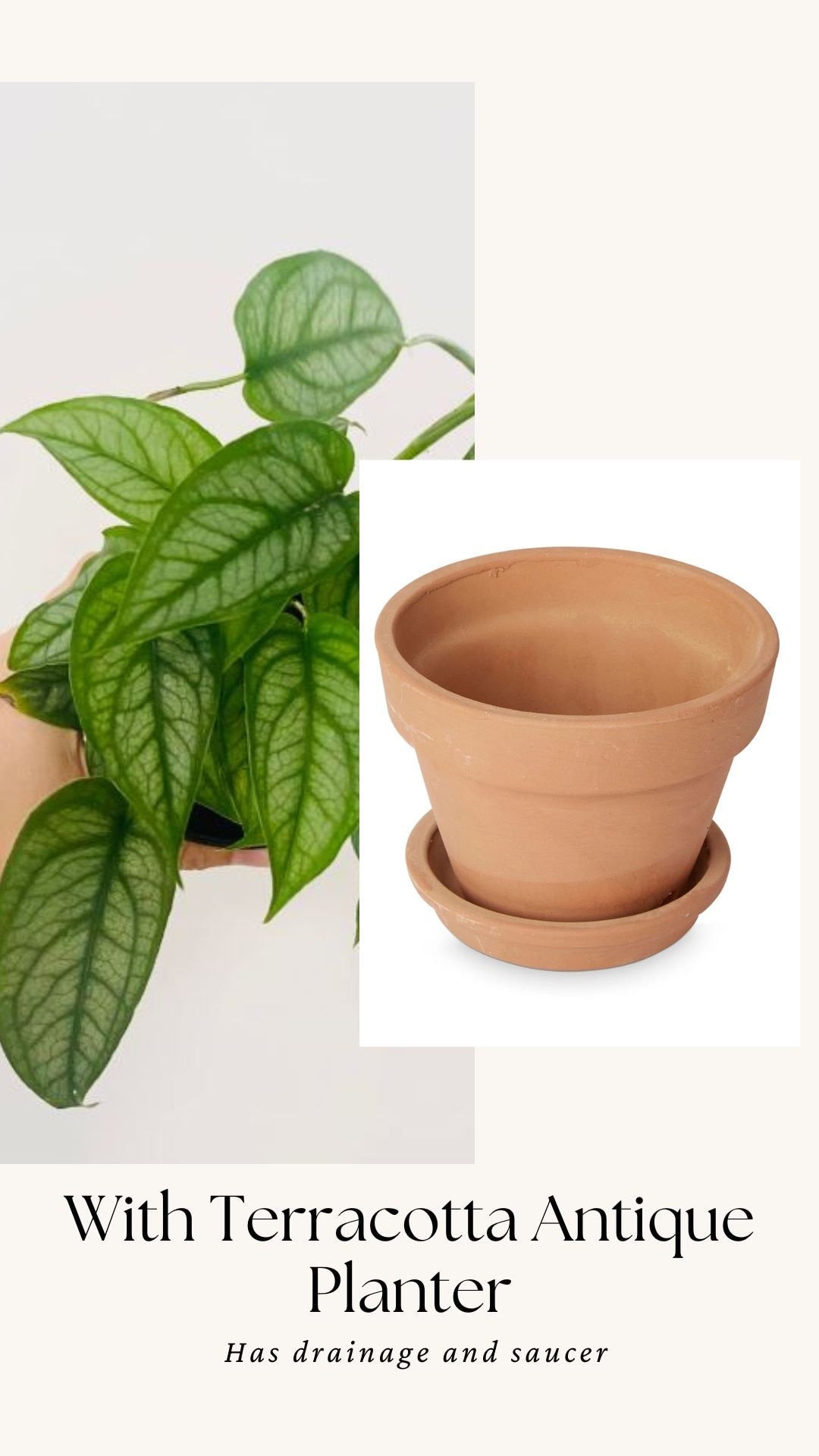 Monstera Siltepecana Plant - 4 inch Nursery Pot - Optional Decorative Pot
