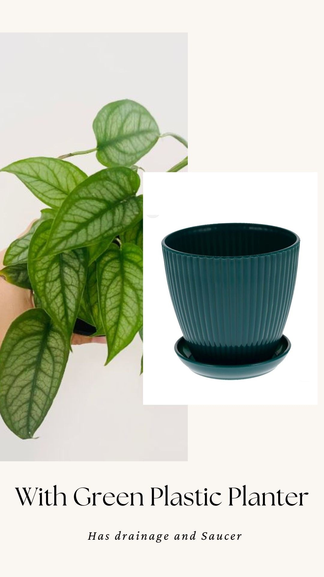 Monstera Siltepecana Plant - 4 inch Nursery Pot - Optional Decorative Pot