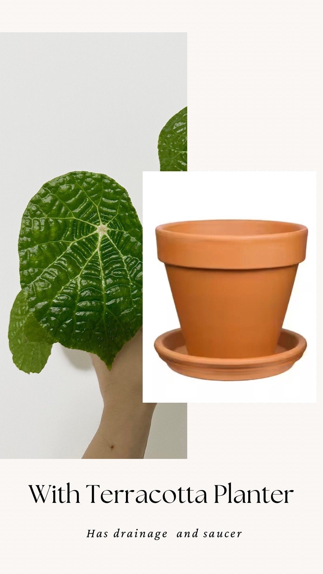 Begonia Natunaensis Rare Plant - 4 inch Pot - optional decorative plant