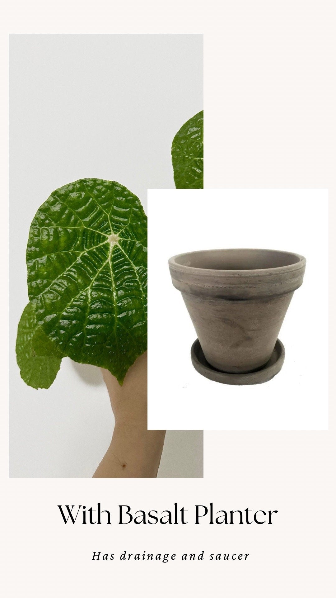 Begonia Natunaensis Rare Plant - 4 inch Pot - optional decorative plant