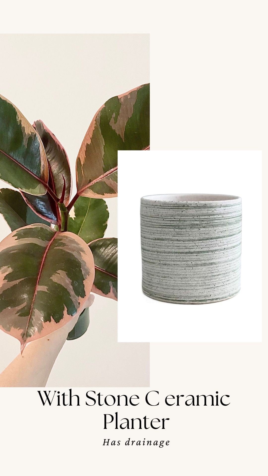Ficus Elastica Ruby Rubber Tree Plant - 4" Pot