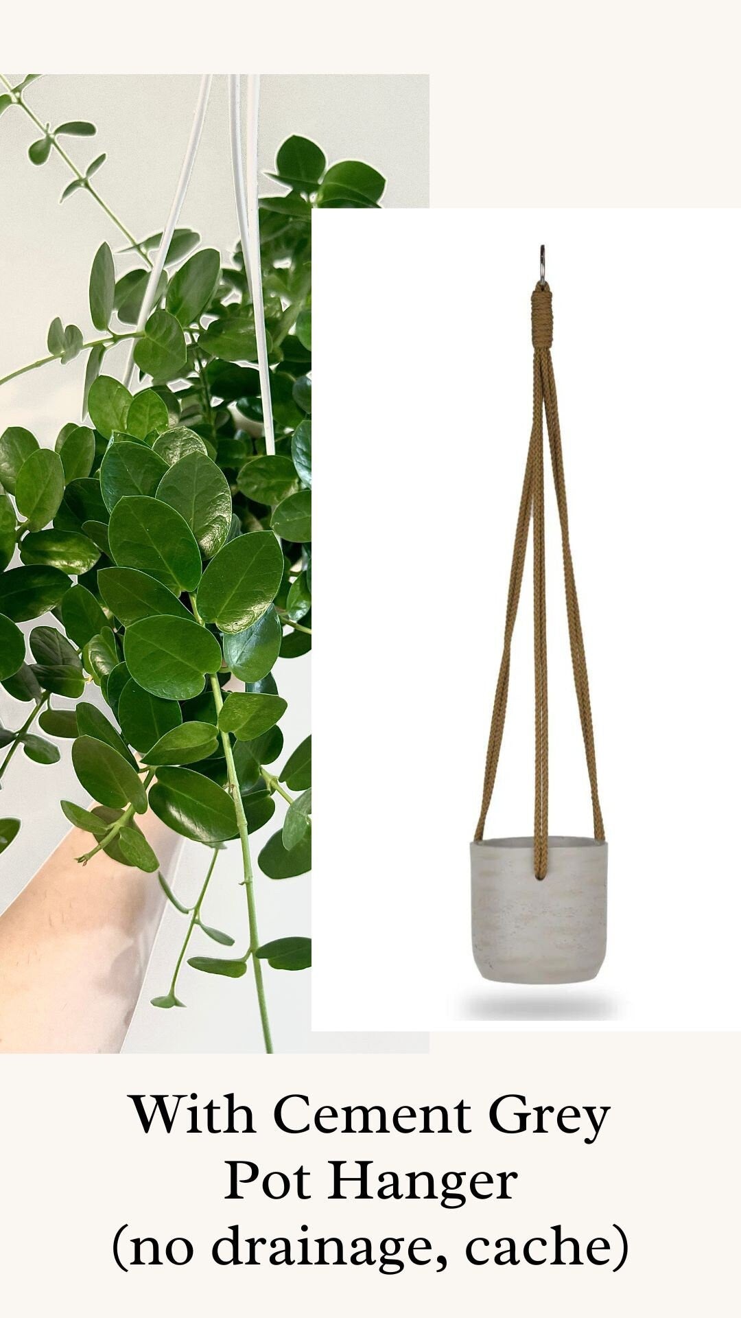 Hoya Cumingiana Plant - 4.5β Hanging Pot - optional decorative basket