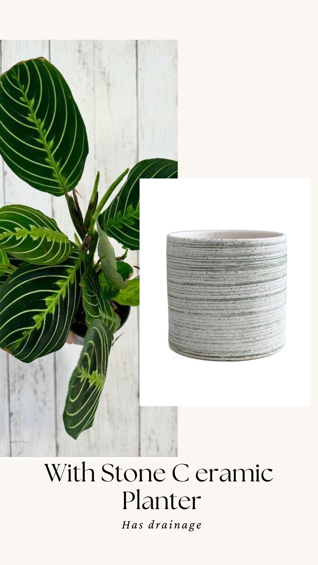 Lemon Lime Prayer Plant - Maranta - Live plant- 4 inch Pot - optional decorative pot