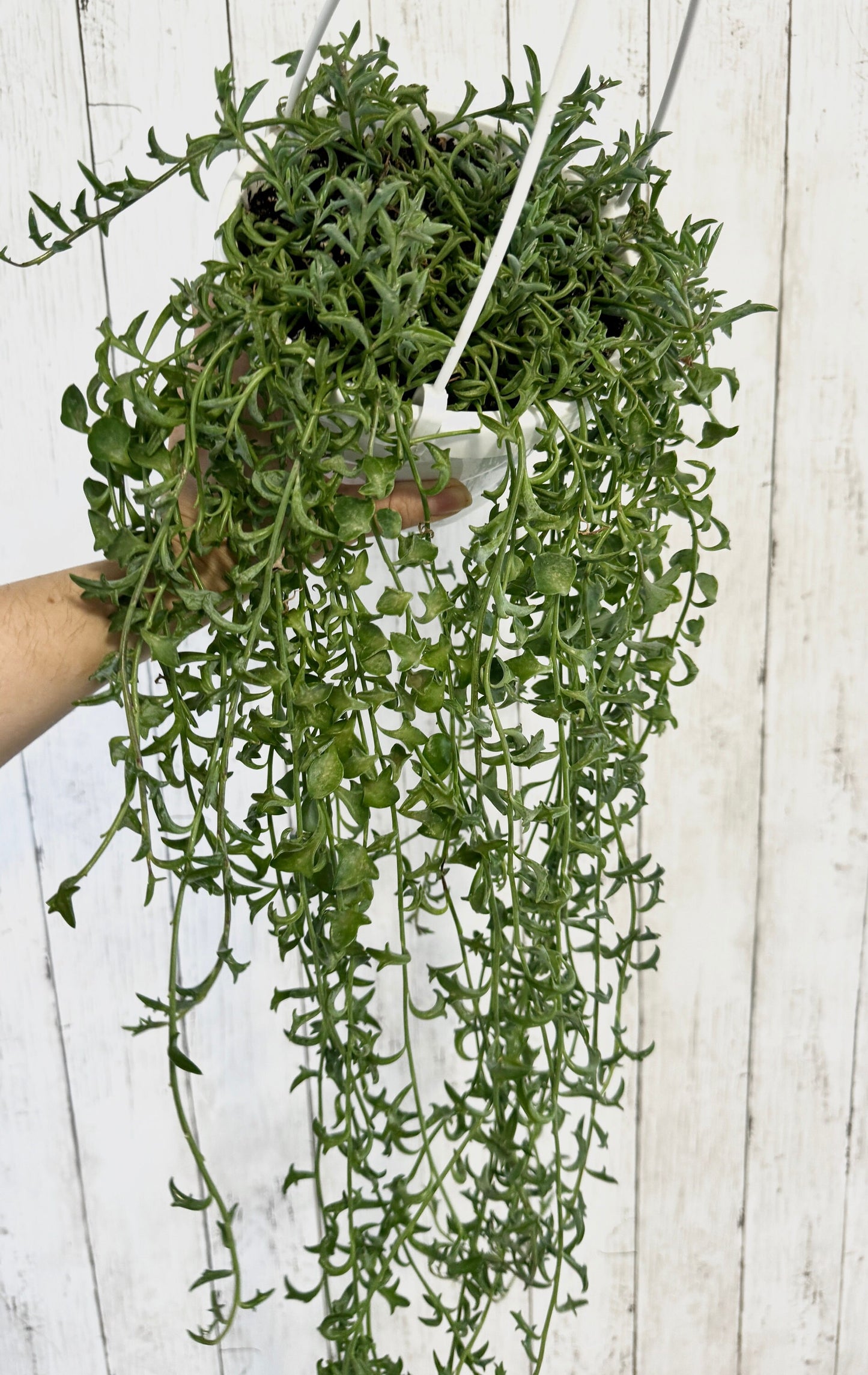 String of Dolphins Plant, Succulent, 6β Hanging Basket - Live Plant