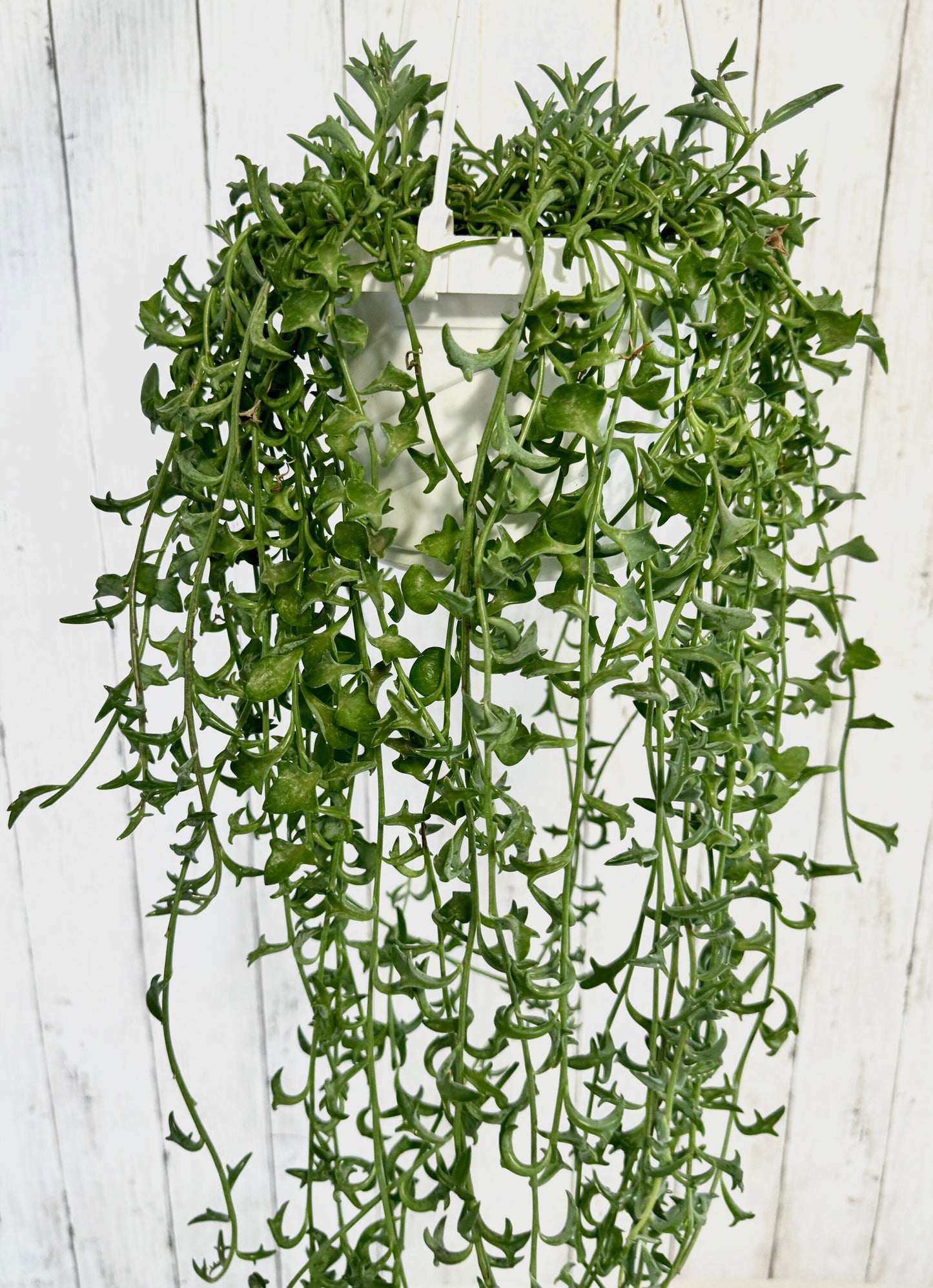 String of Dolphins Plant, Succulent, 6β Hanging Basket - Live Plant