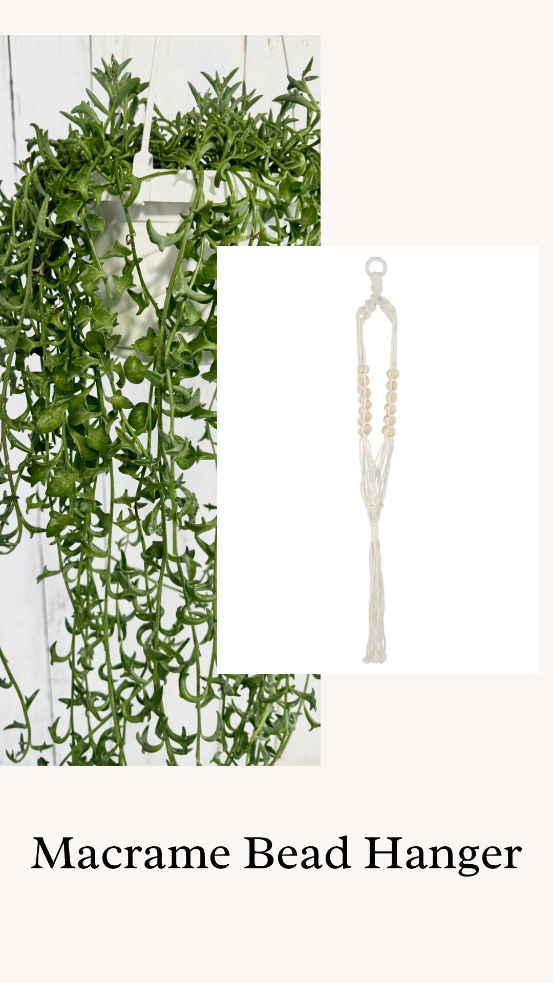 String of Dolphins Plant, Succulent, 6β Hanging Basket - Live Plant