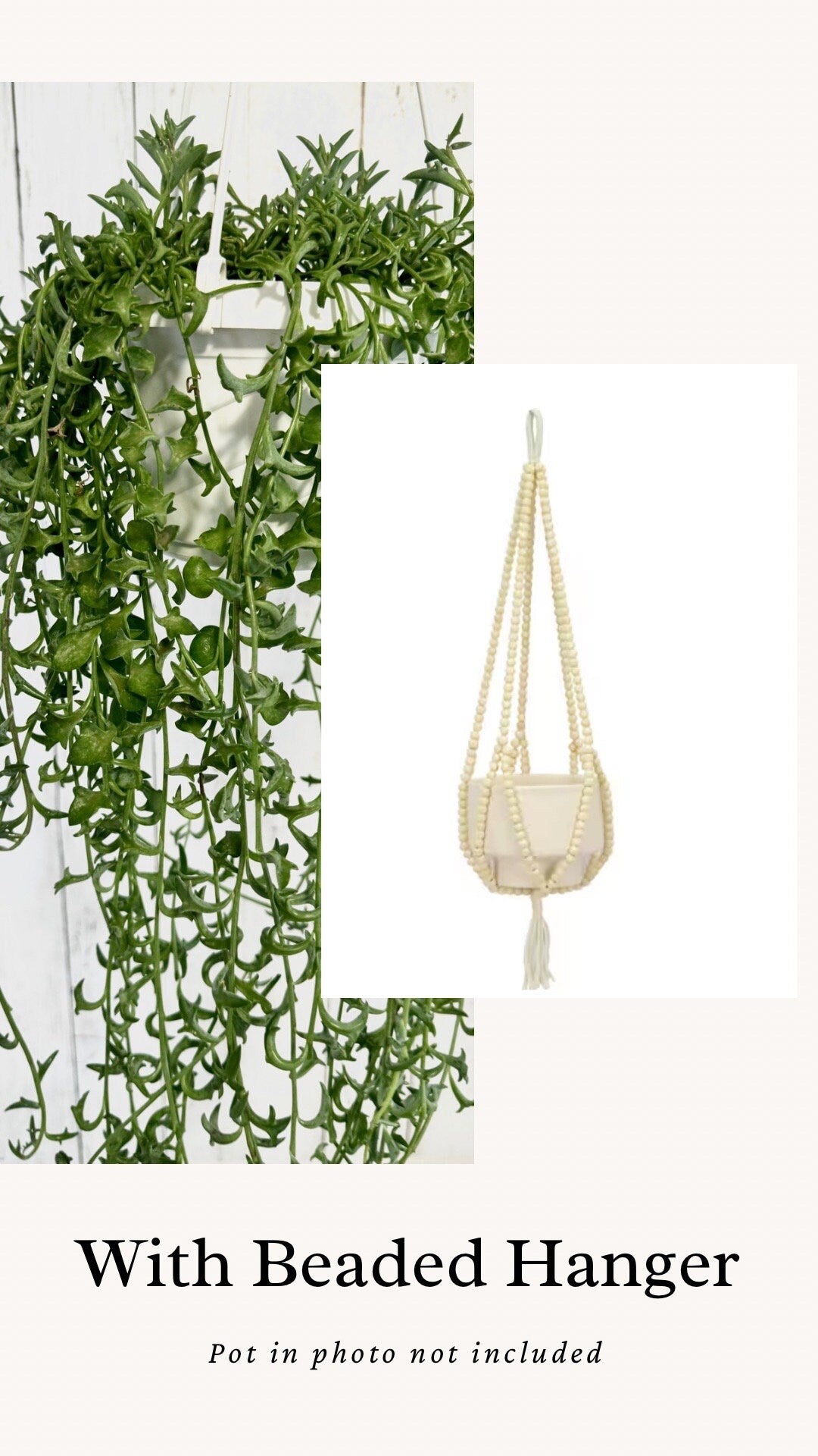 String of Dolphins Plant, Succulent, 6β Hanging Basket - Live Plant