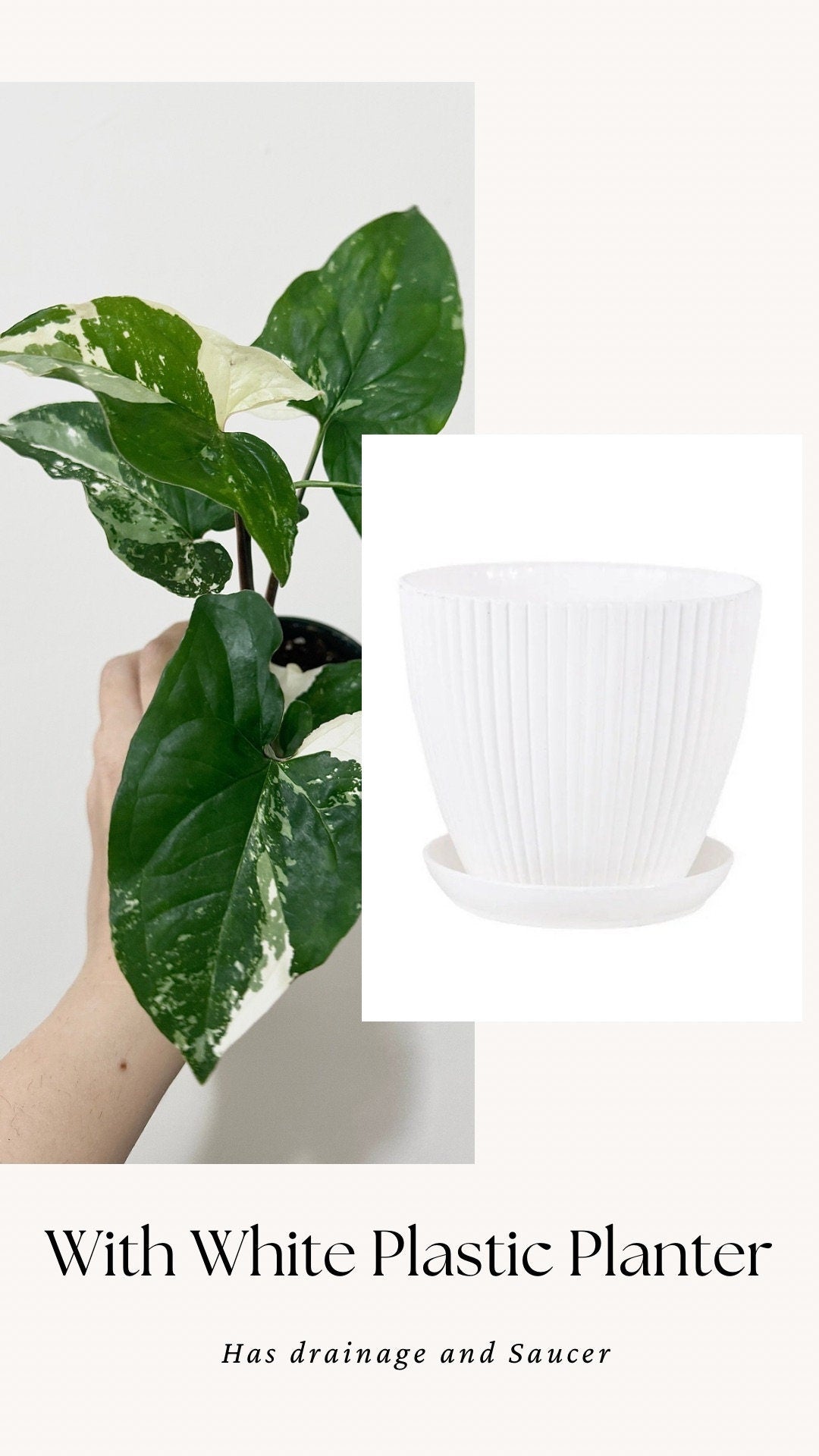 Syngonium Albo Variegata - Live Plant 3 Inch Nursery Pot - Variegated Plant