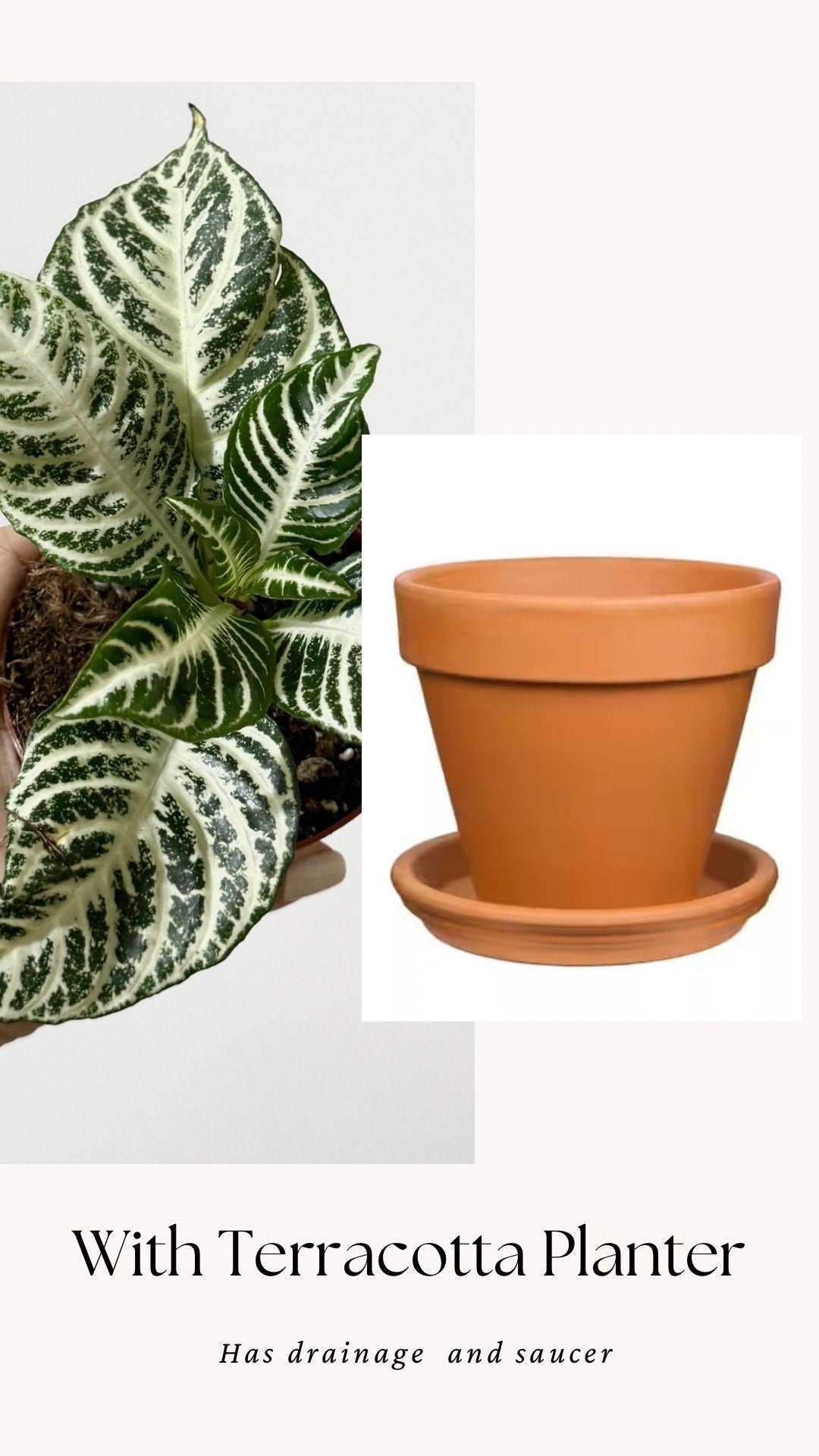 Aphelandra White Gardenia Zebra Plant - 4" pot - Live Plant - Rare Plant - optional decorative pot