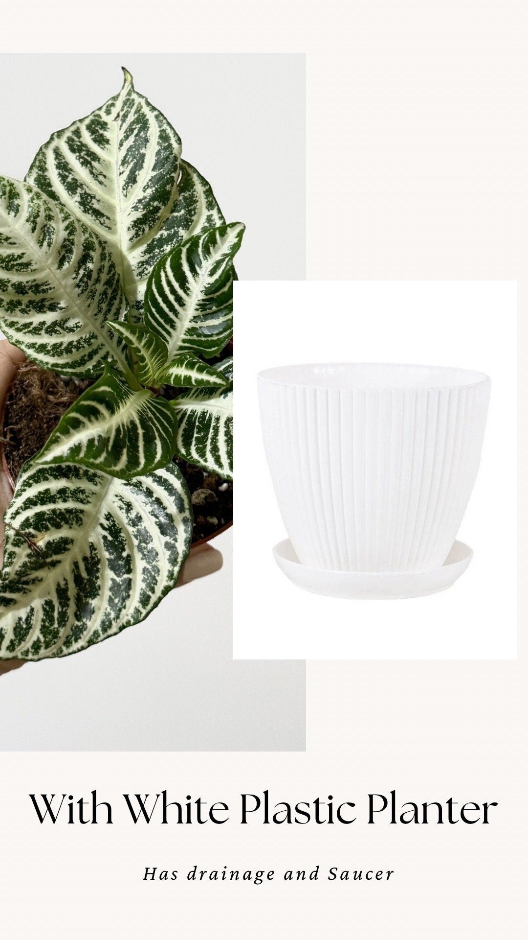 Aphelandra White Gardenia Zebra Plant - 4" pot - Live Plant - Rare Plant - optional decorative pot