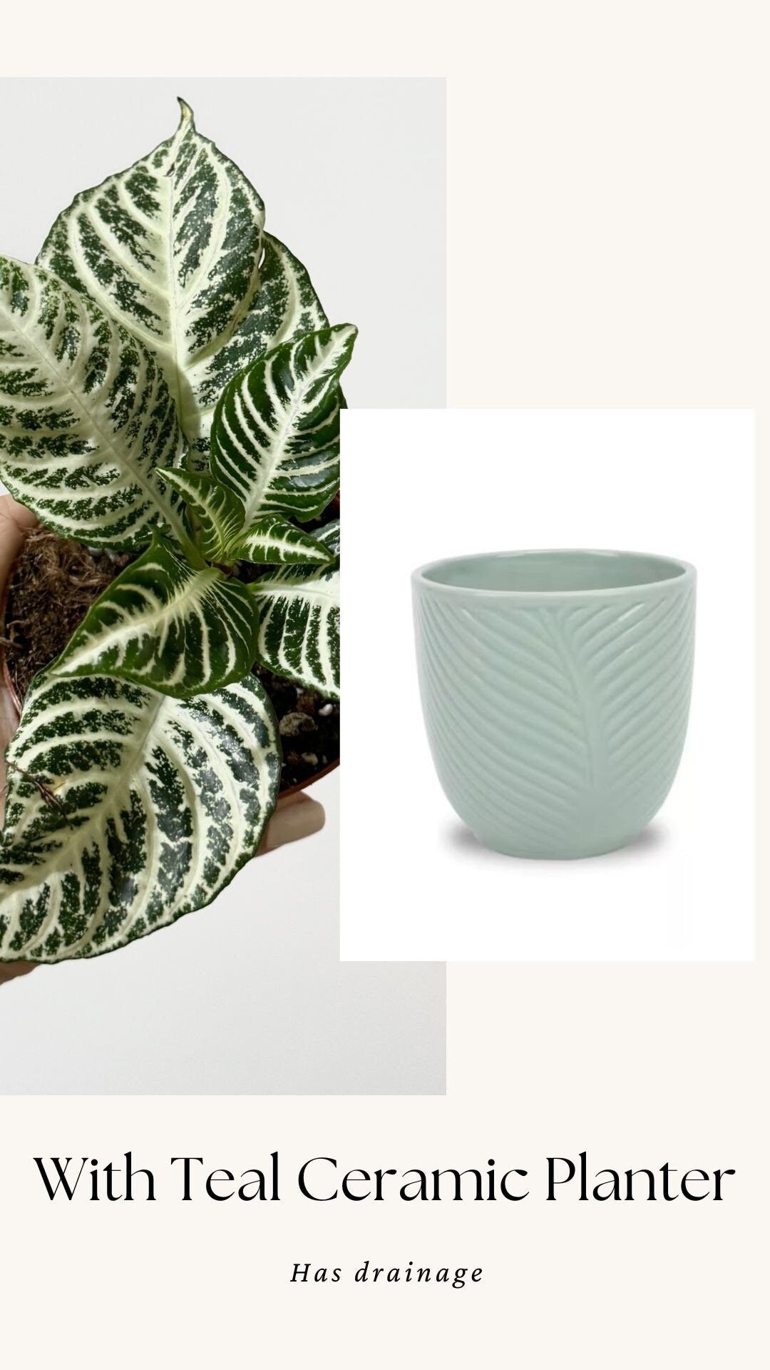 Aphelandra White Gardenia Zebra Plant - 4" pot - Live Plant - Rare Plant - optional decorative pot