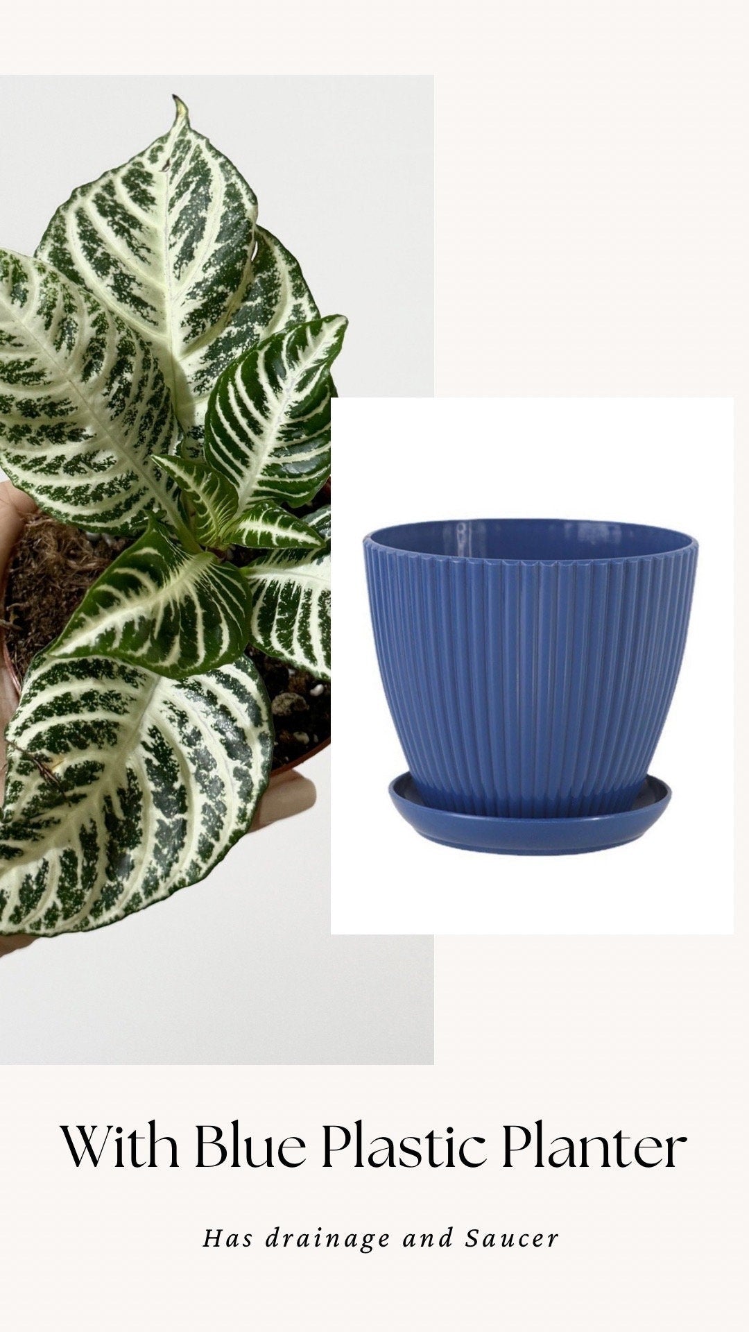 Aphelandra White Gardenia Zebra Plant - 4" pot - Live Plant - Rare Plant - optional decorative pot