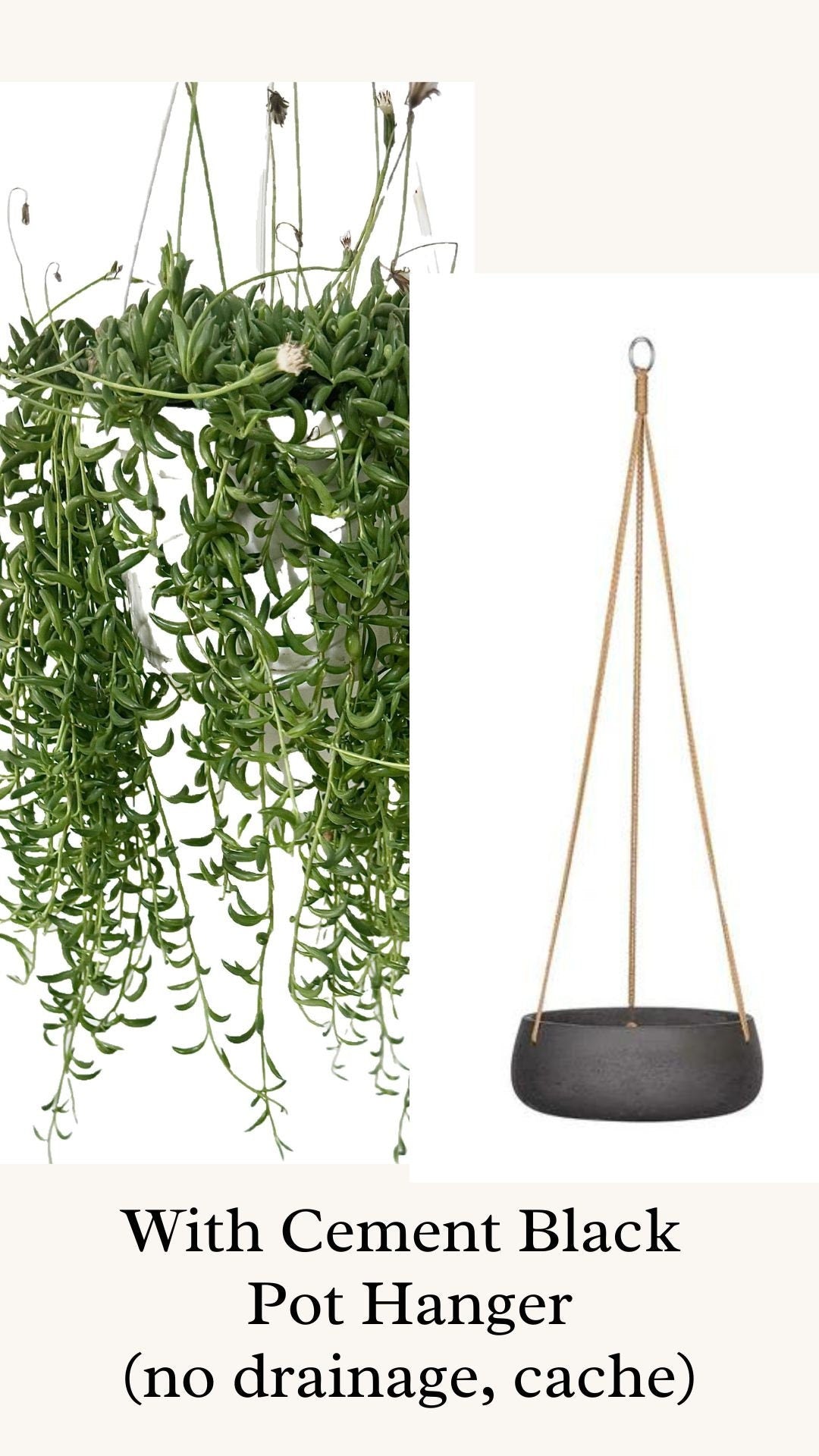 String of Bananas Plant - 6 inch Hanging Pot - optional decorative basket