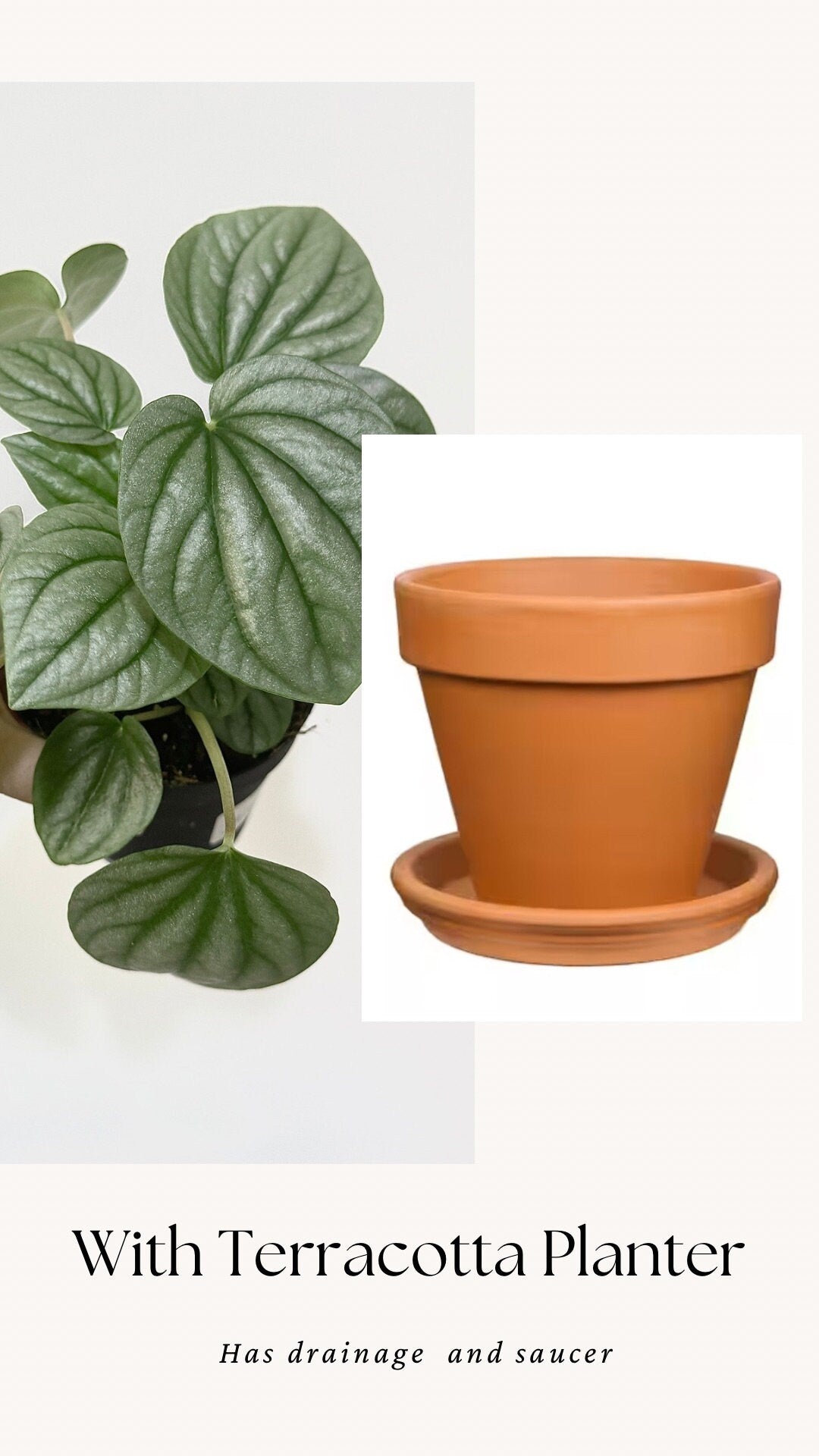 Pepperomia Frost - Live Plant 4 Inch Nursery Pot - Indoor Plant