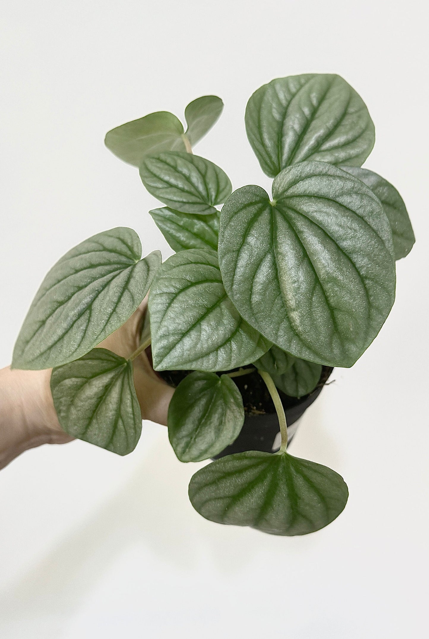 Pepperomia Frost - Live Plant 4 Inch Nursery Pot - Indoor Plant