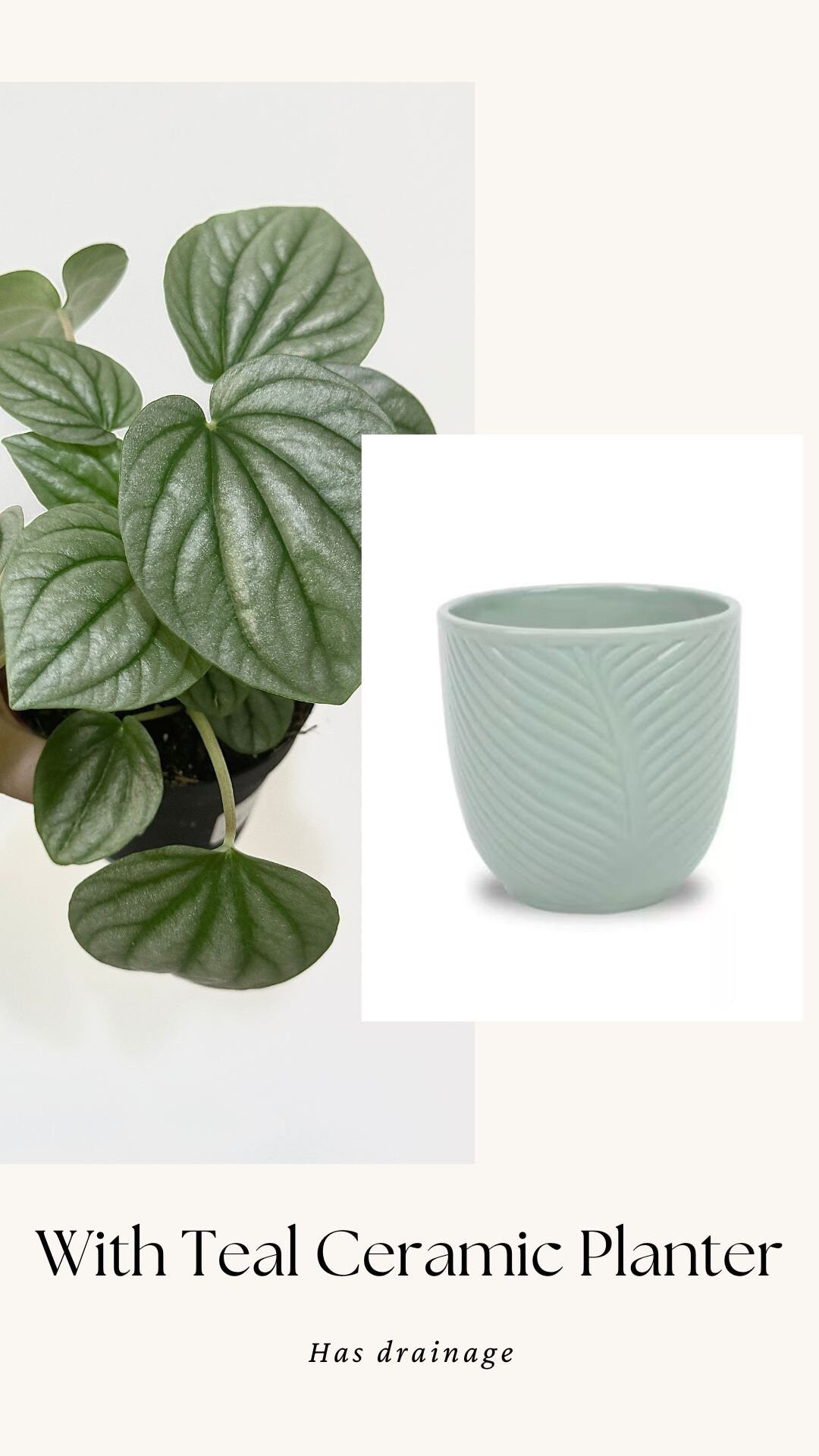 Pepperomia Frost - Live Plant 4 Inch Nursery Pot - Indoor Plant