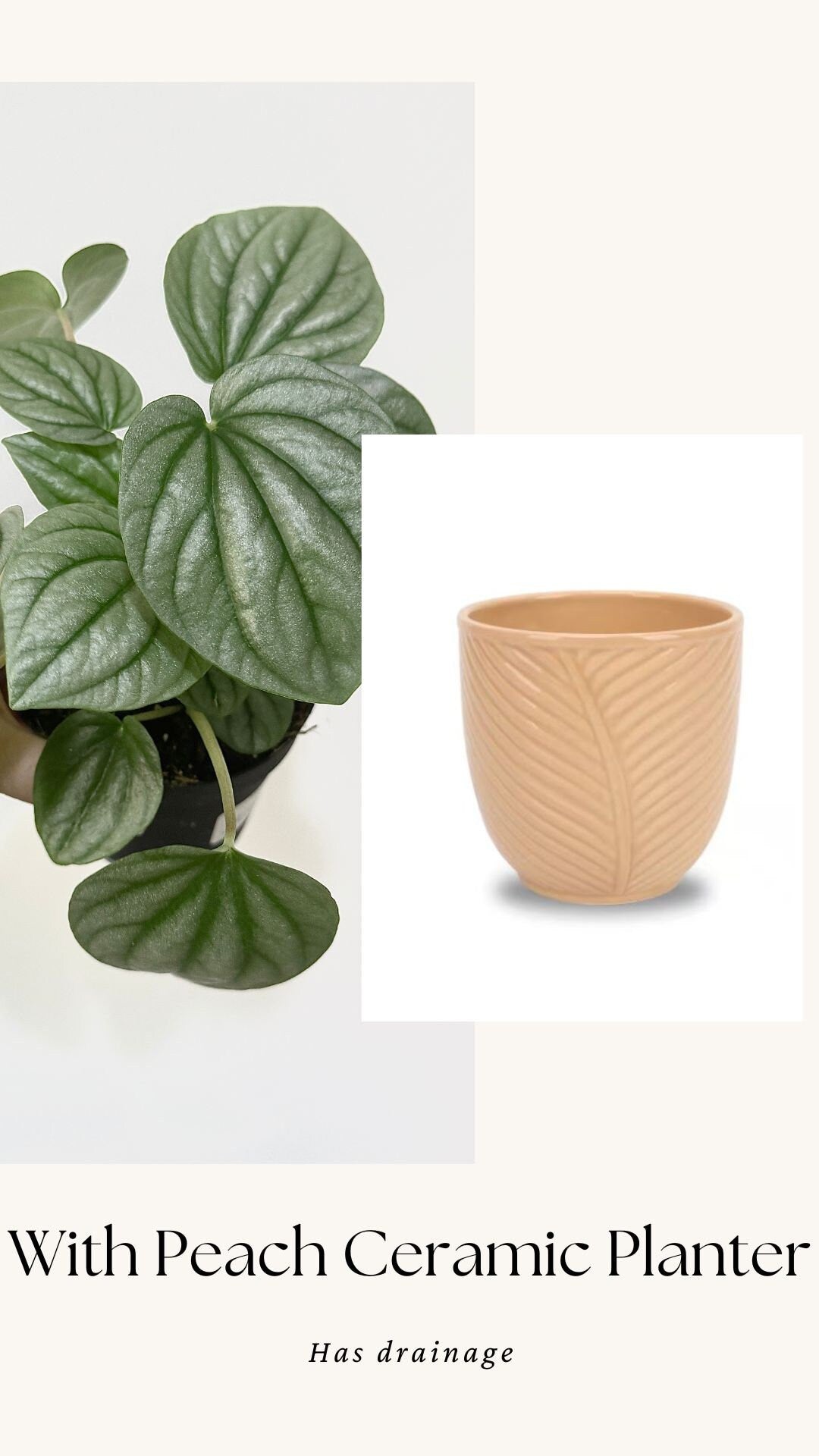 Pepperomia Frost - Live Plant 4 Inch Nursery Pot - Indoor Plant