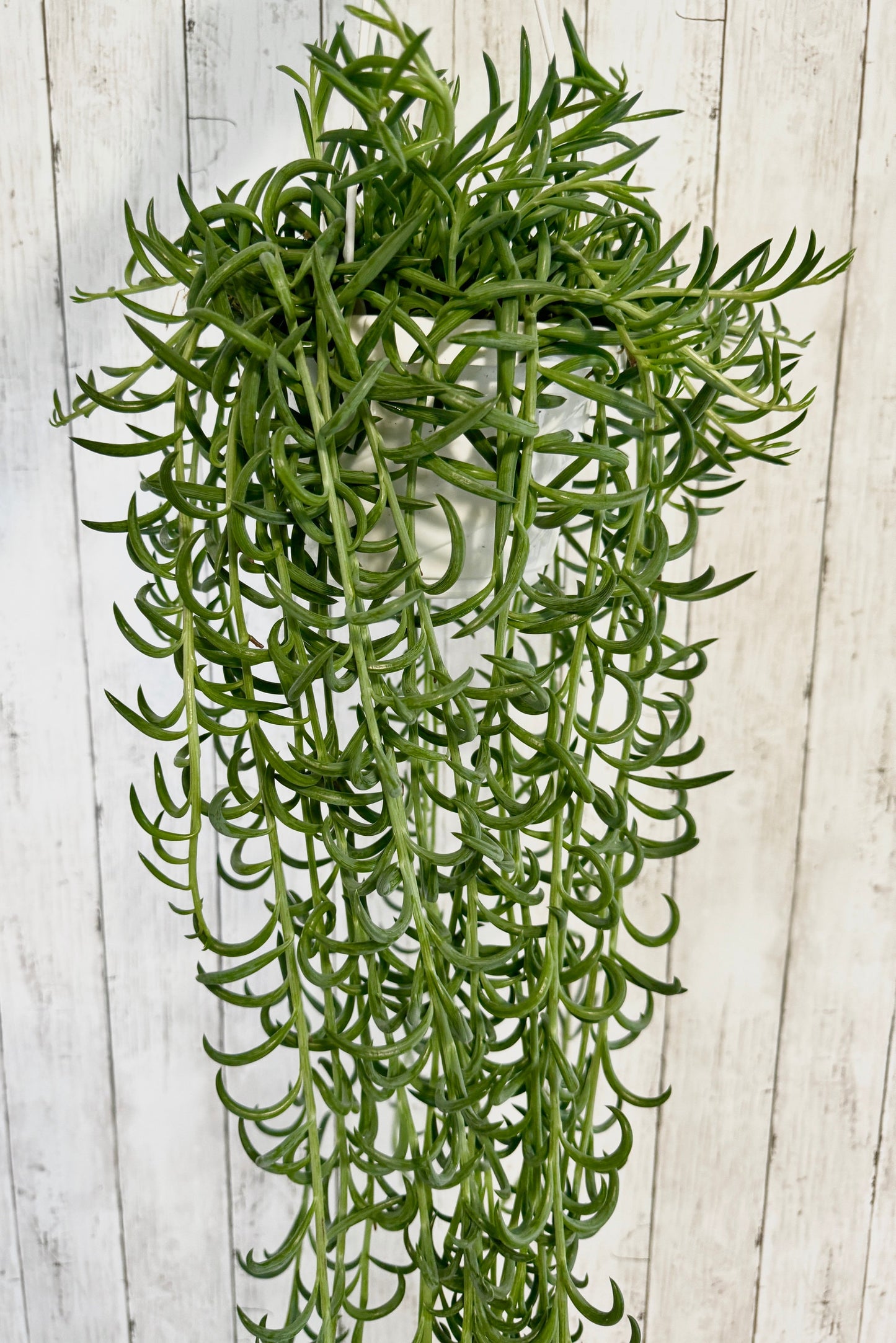 String of Fish hooks Plant, Succulent, 6” Hanging Basket - Live Plant