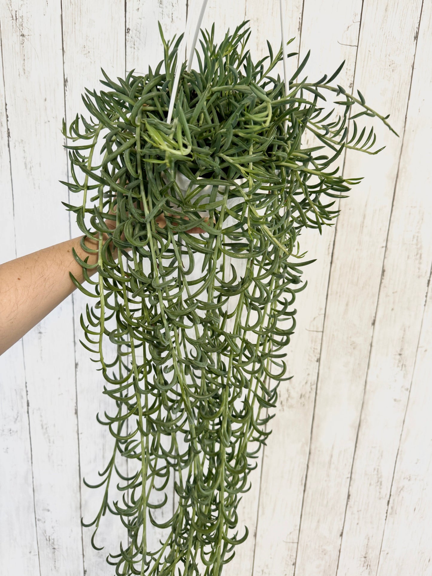String of Fish hooks Plant, Succulent, 6” Hanging Basket - Live Plant