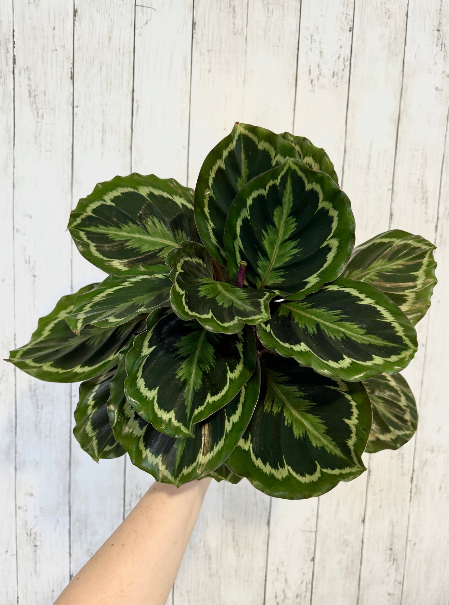 Calathea Medallion Plant - Prayer in 4β or 6" Pot - Live Plant - optional deocrative pot