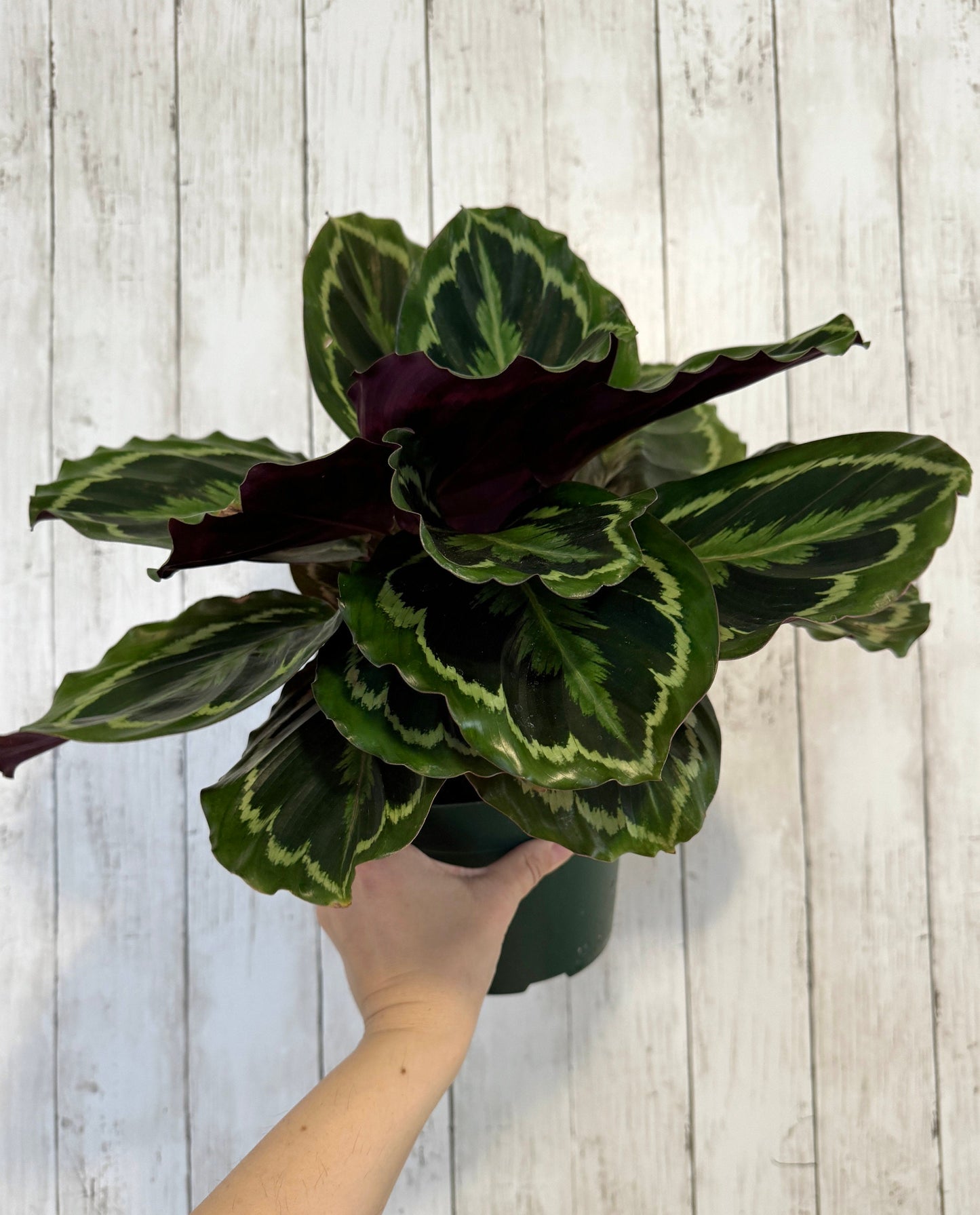 Calathea Medallion Plant - Prayer in 4β or 6" Pot - Live Plant - optional deocrative pot
