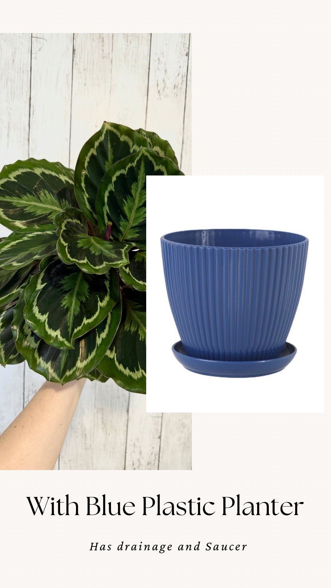Calathea Medallion Plant - Prayer in 4β or 6" Pot - Live Plant - optional deocrative pot