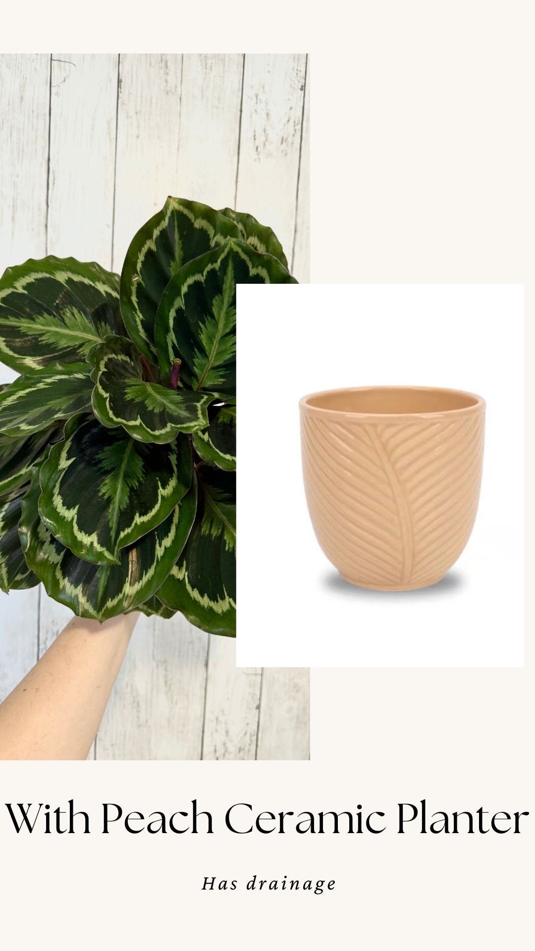 Calathea Medallion Plant - Prayer in 4β or 6" Pot - Live Plant - optional deocrative pot