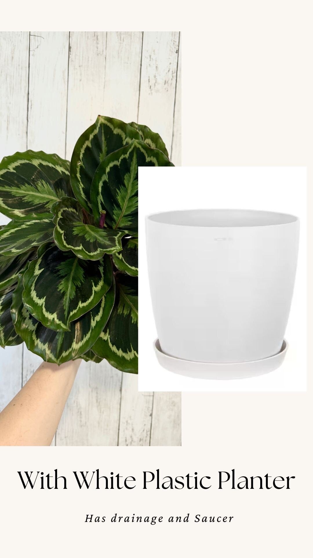 Calathea Medallion Plant - Prayer in 4β or 6" Pot - Live Plant - optional deocrative pot