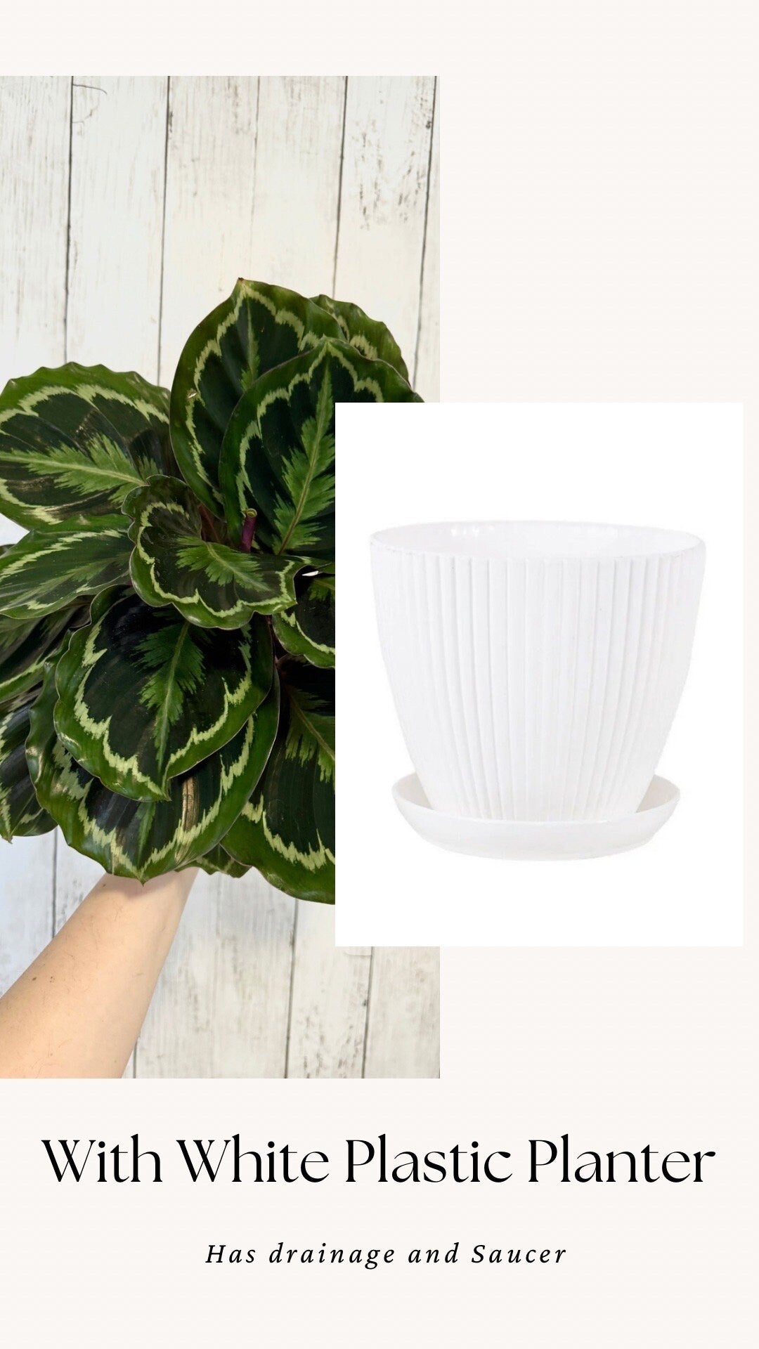 Calathea Medallion Plant - Prayer in 4β or 6" Pot - Live Plant - optional deocrative pot